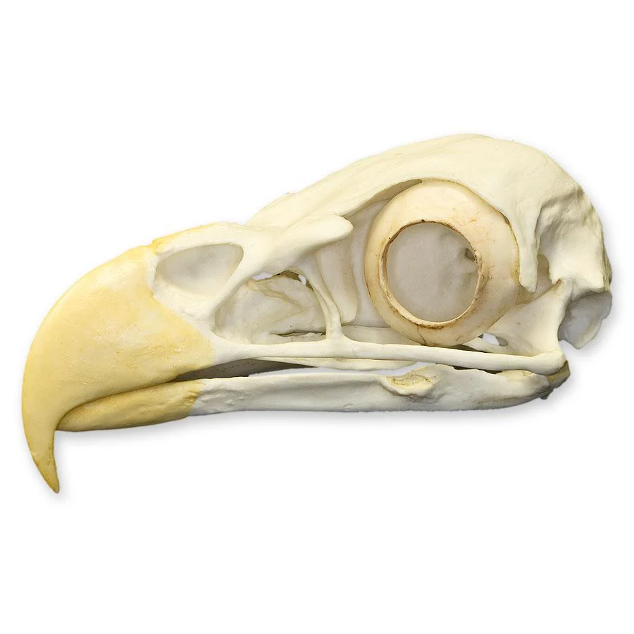 Replica Bald Eagle Skull - Image 4