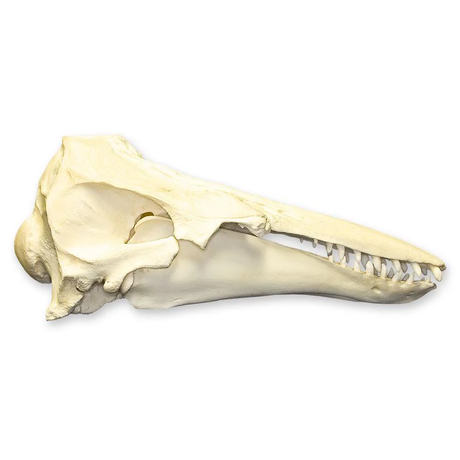 Replica Beluga Whale Skull - Image 2