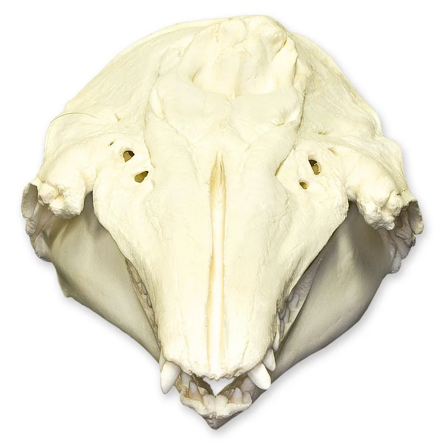 Replica Beluga Whale Skull - Image 3