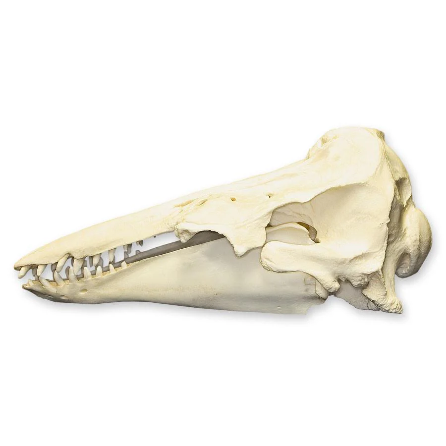 Replica Beluga Whale Skull - Image 4