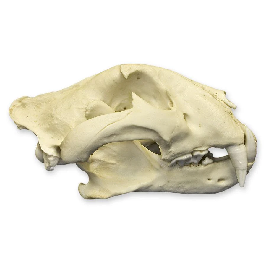 Replica Bengal Tiger Skull - Image 3