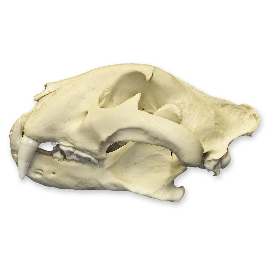 Replica Bengal Tiger Skull - Image 5