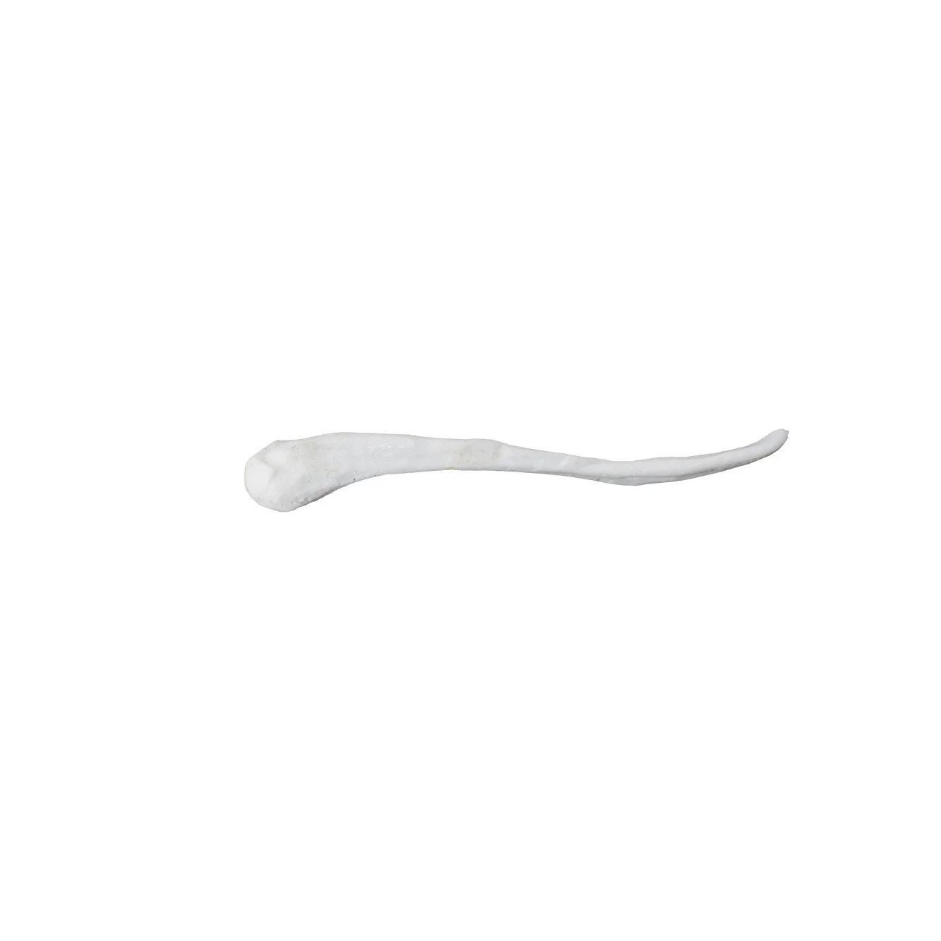 Replica Black-Footed Ferret Baculum