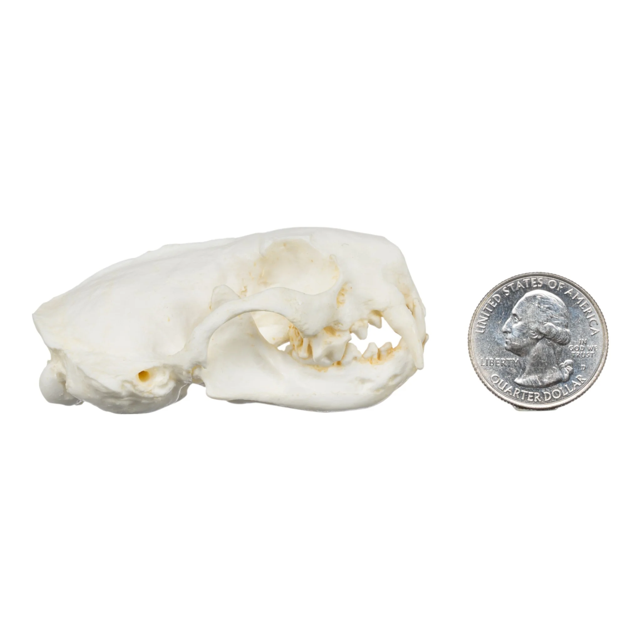 Replica Black-Footed Ferret Skull - Image 6