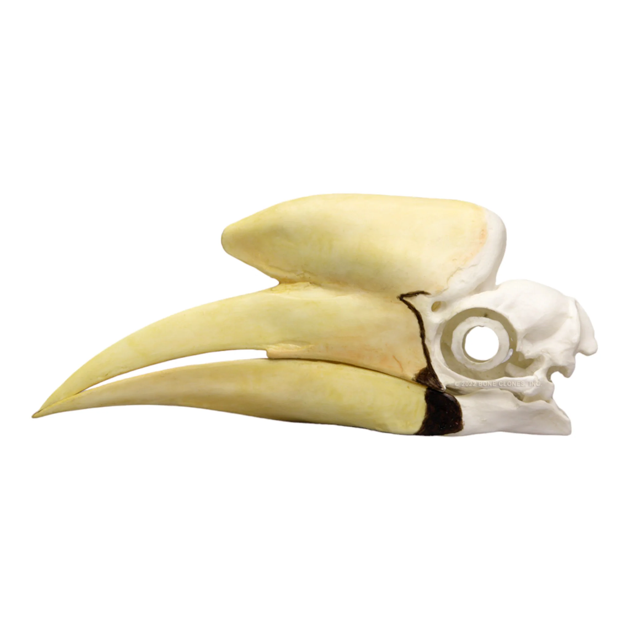 Replica Black Hornbill Skull - Image 4