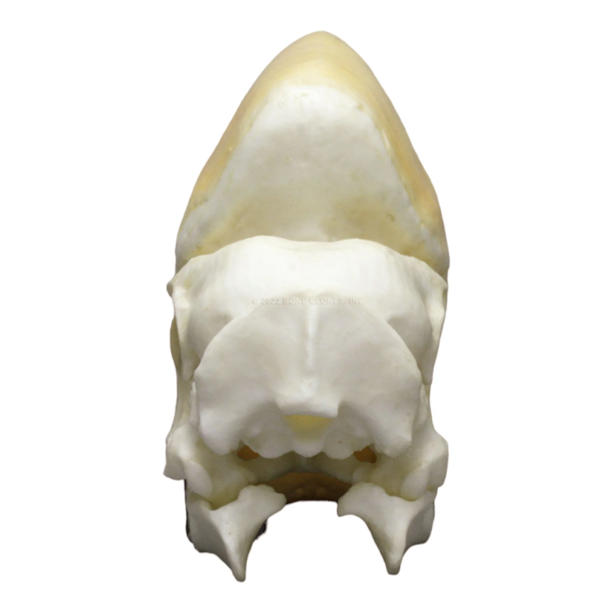 Replica Black Hornbill Skull - Image 5