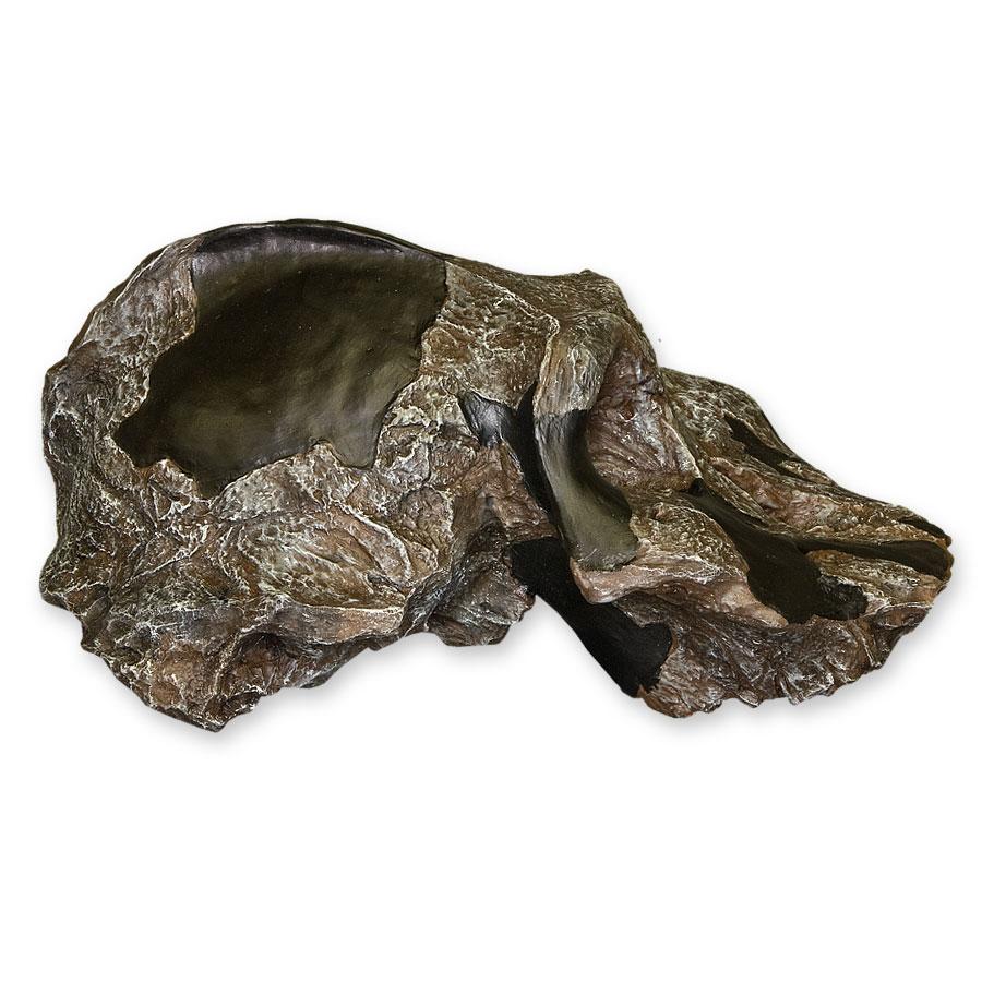 Replica Black KNM WT-1700 Skull - Cranium Only - Image 3