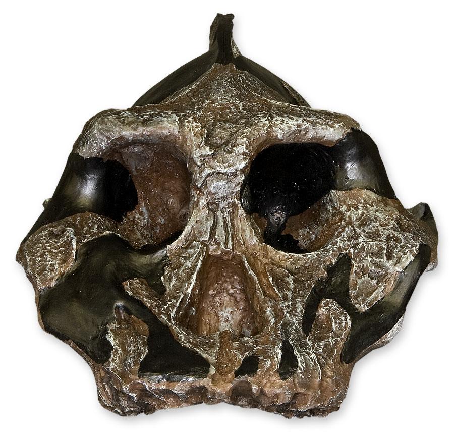 Replica Black KNM WT-1700 Skull - Cranium Only - Image 4