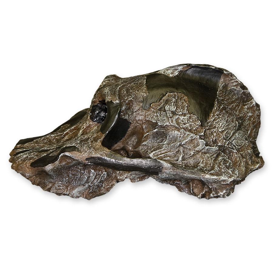 Replica Black KNM WT-1700 Skull - Cranium Only - Image 5