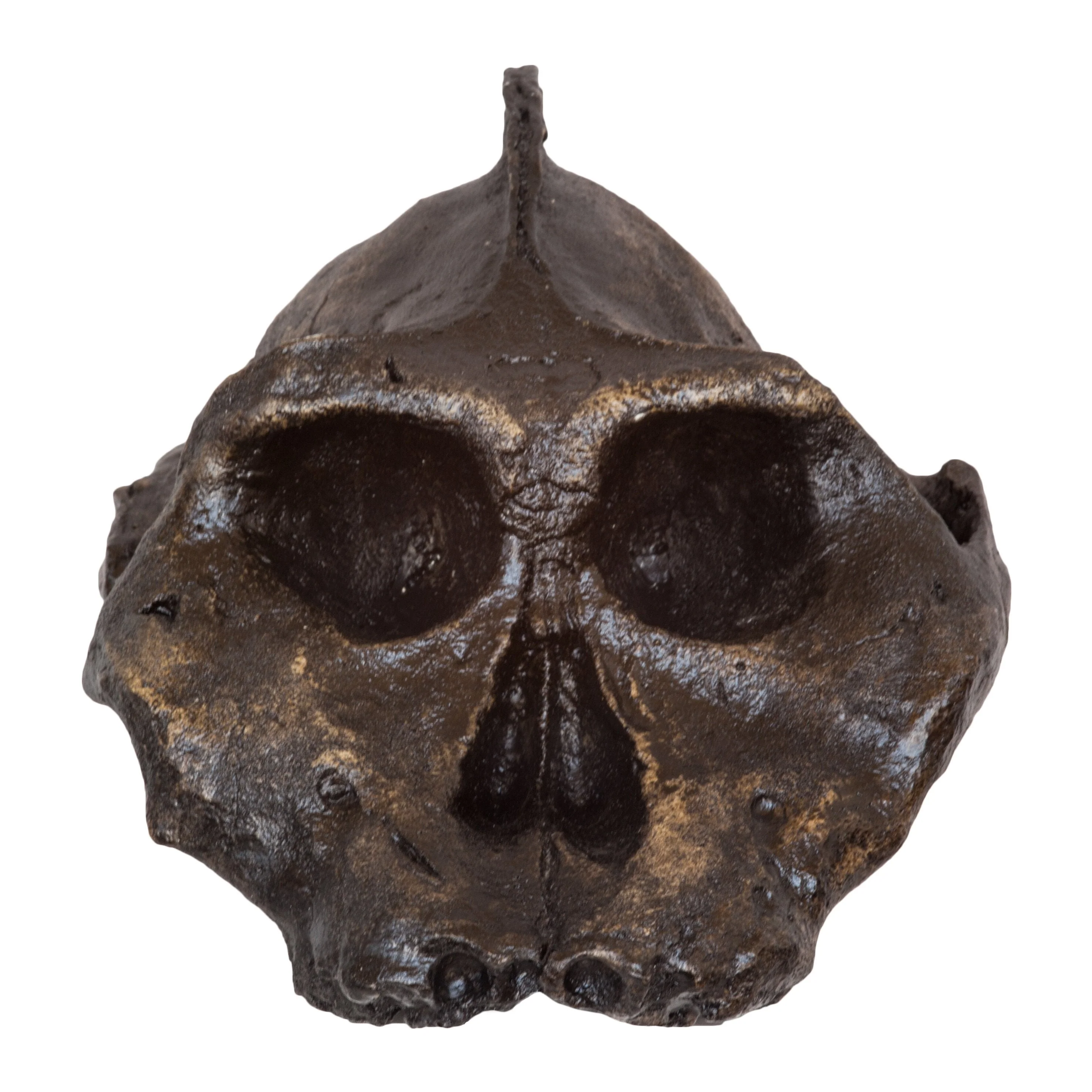 Replica Black KNM WT-1700 Skull - Cranium Only - Image 3