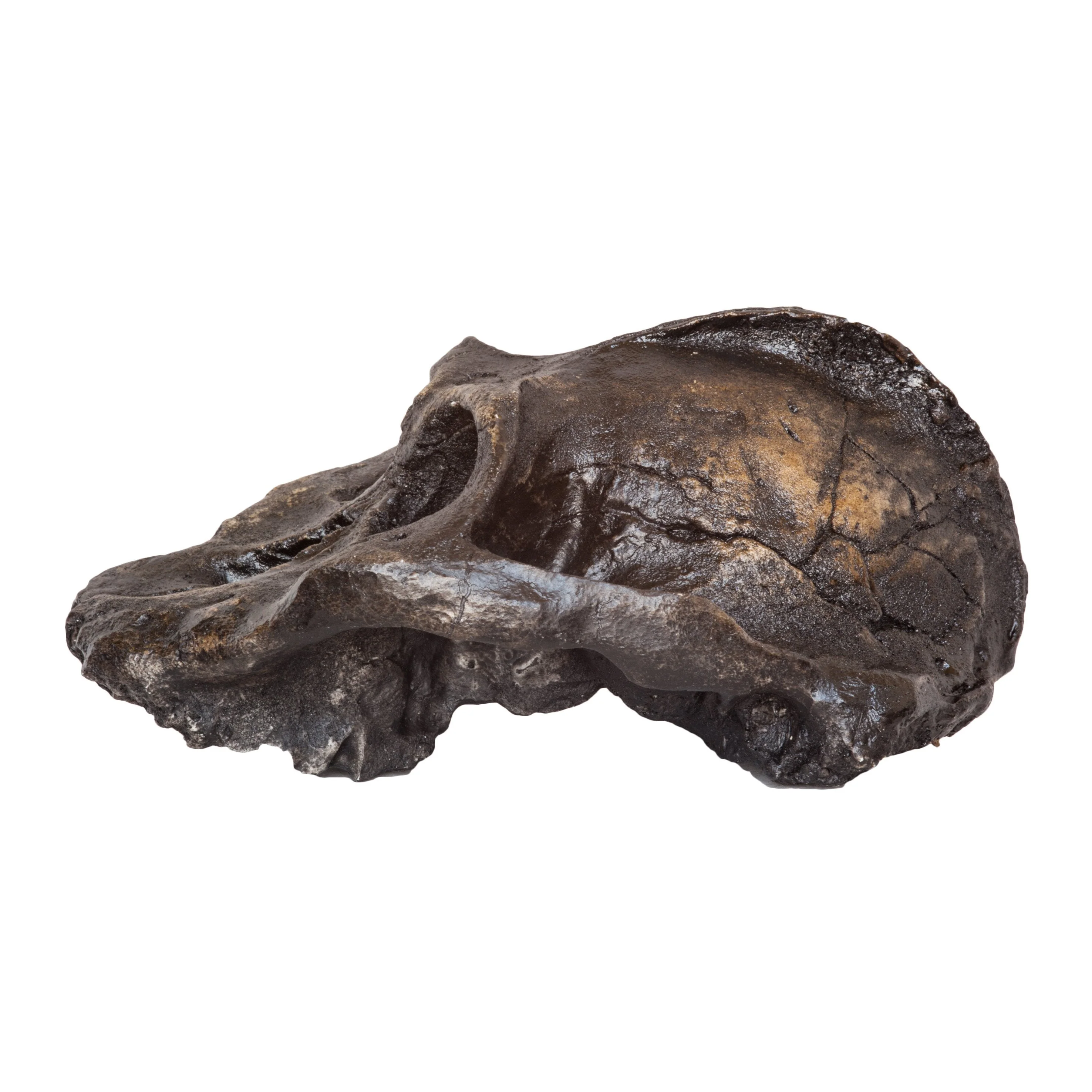 Replica Black KNM WT-1700 Skull - Cranium Only - Image 4