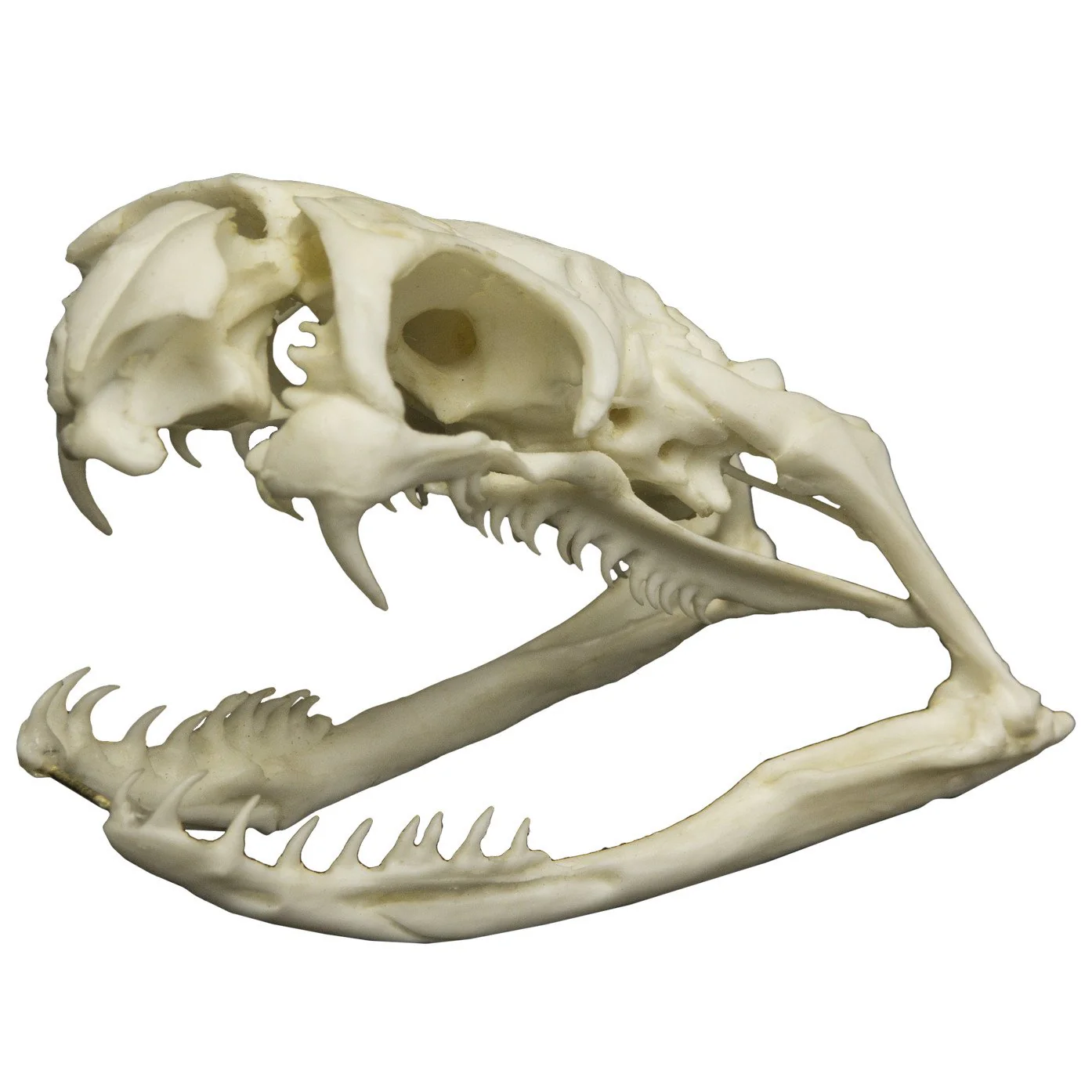 Replica Black Mamba Skull - Image 2