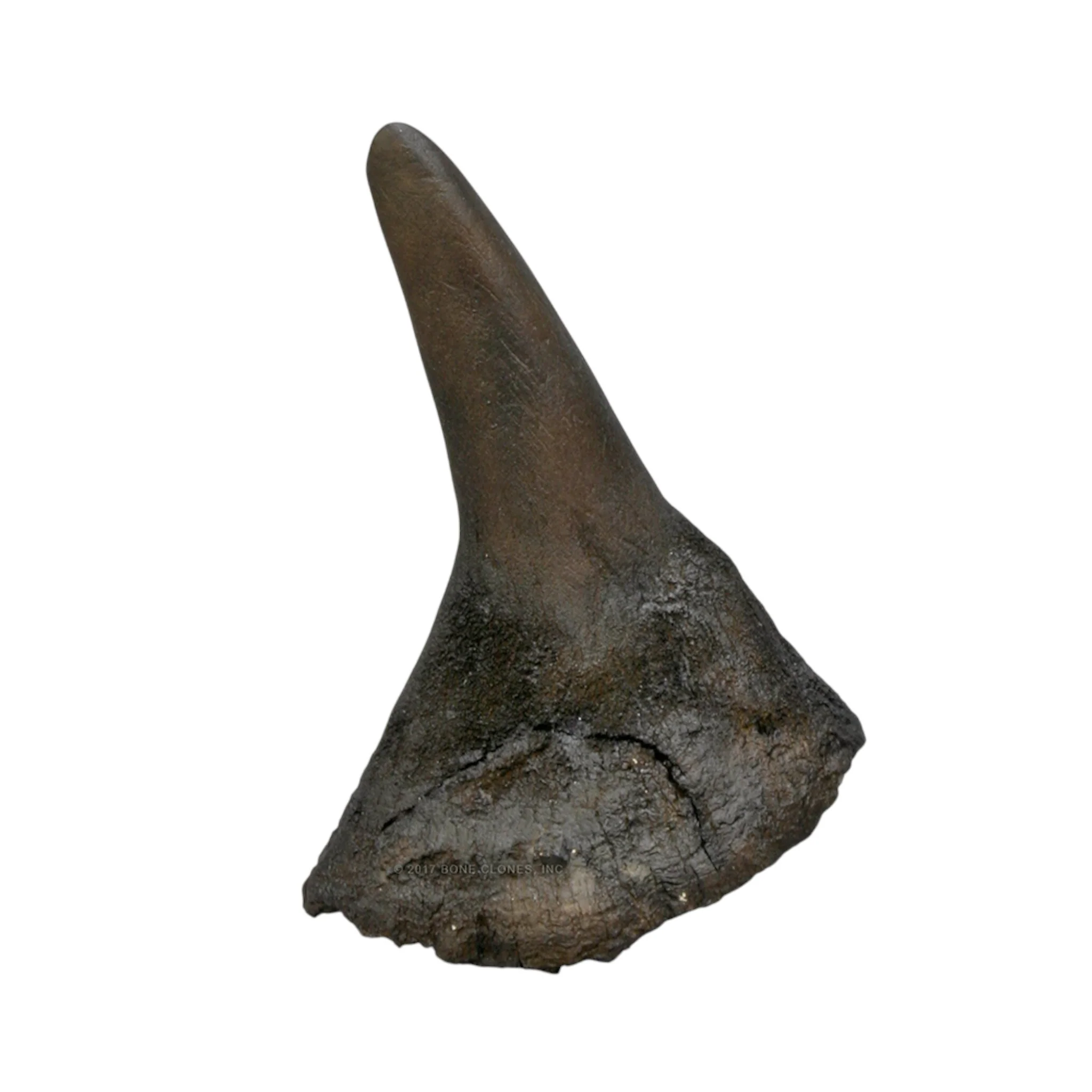 Replica Black Rhinoceros Horns - Image 2