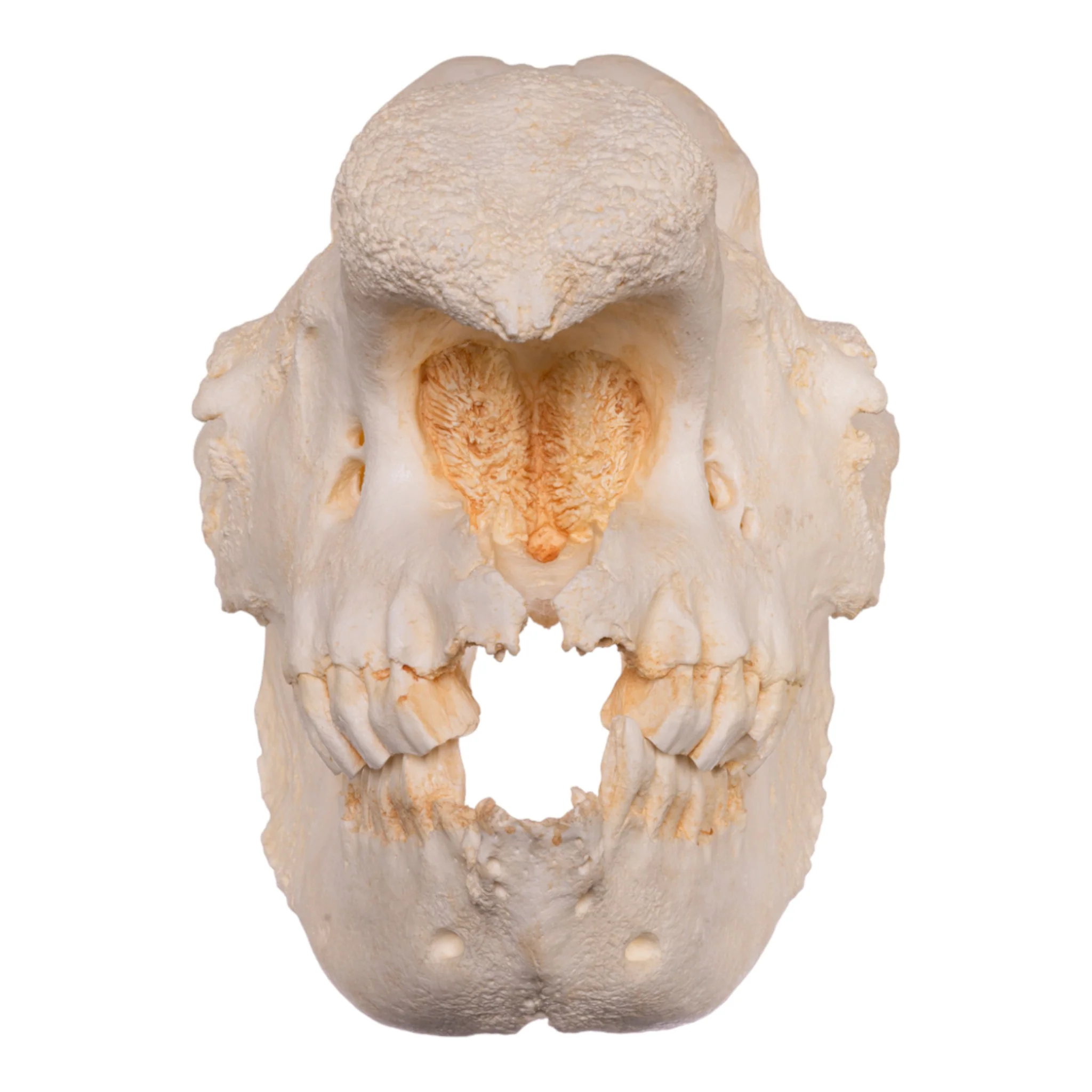 Replica Black Rhinoceros Skull - Image 3