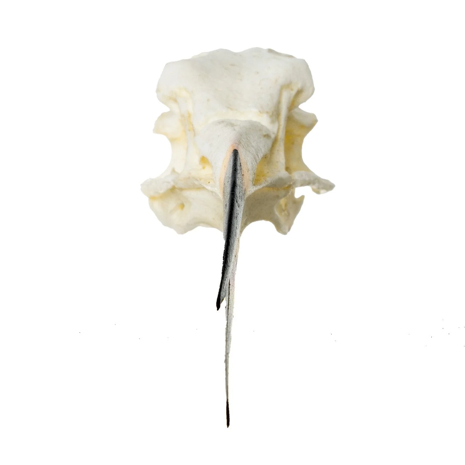 Replica Black Skimmer Skull - Image 3
