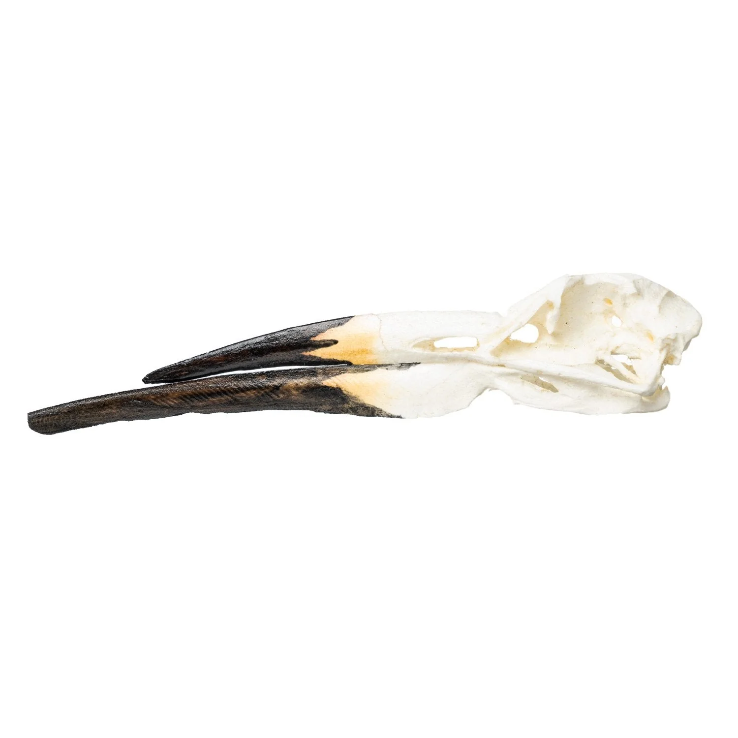 Replica Black Skimmer Skull - Image 4