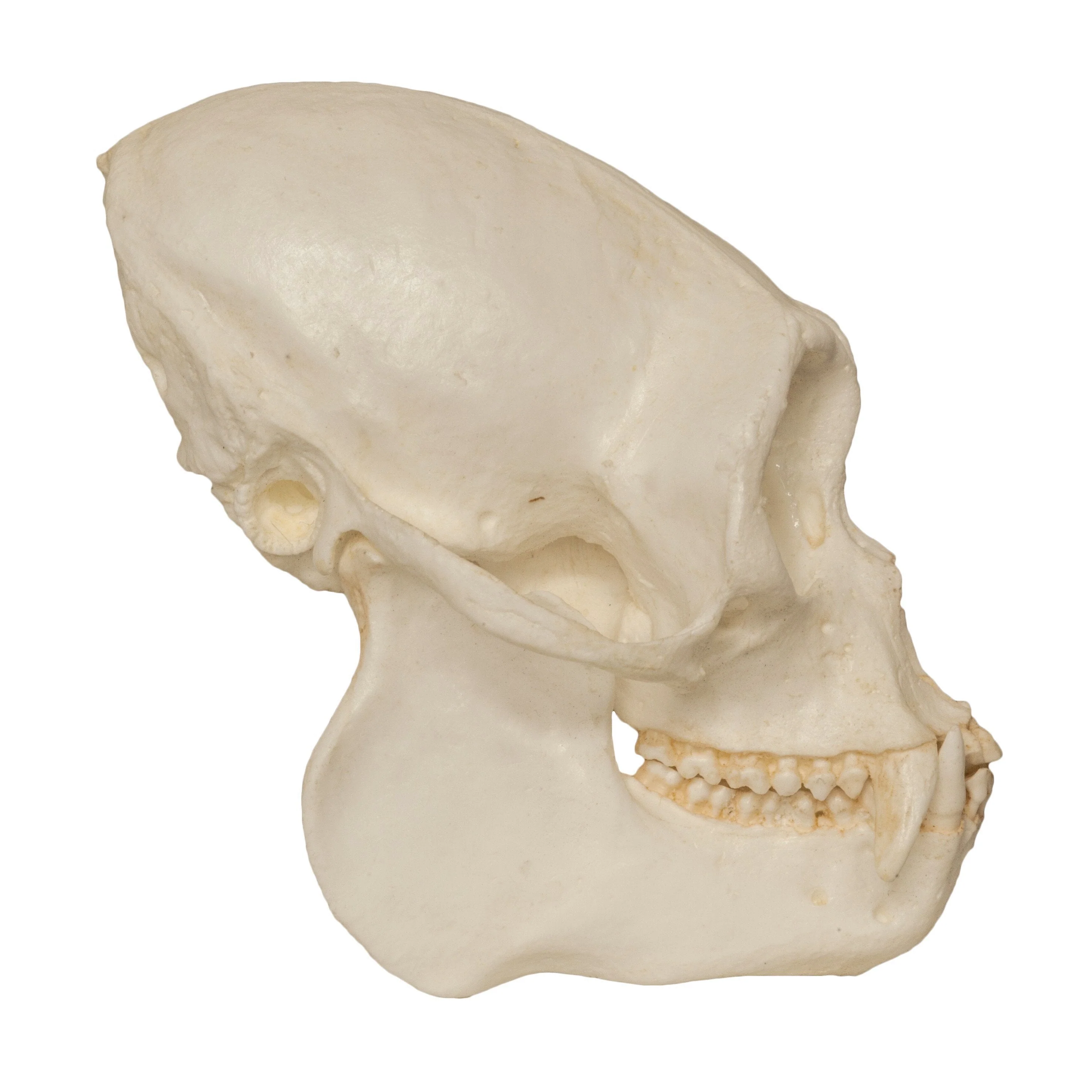 Replica Black Spider Monkey Skull - Image 2
