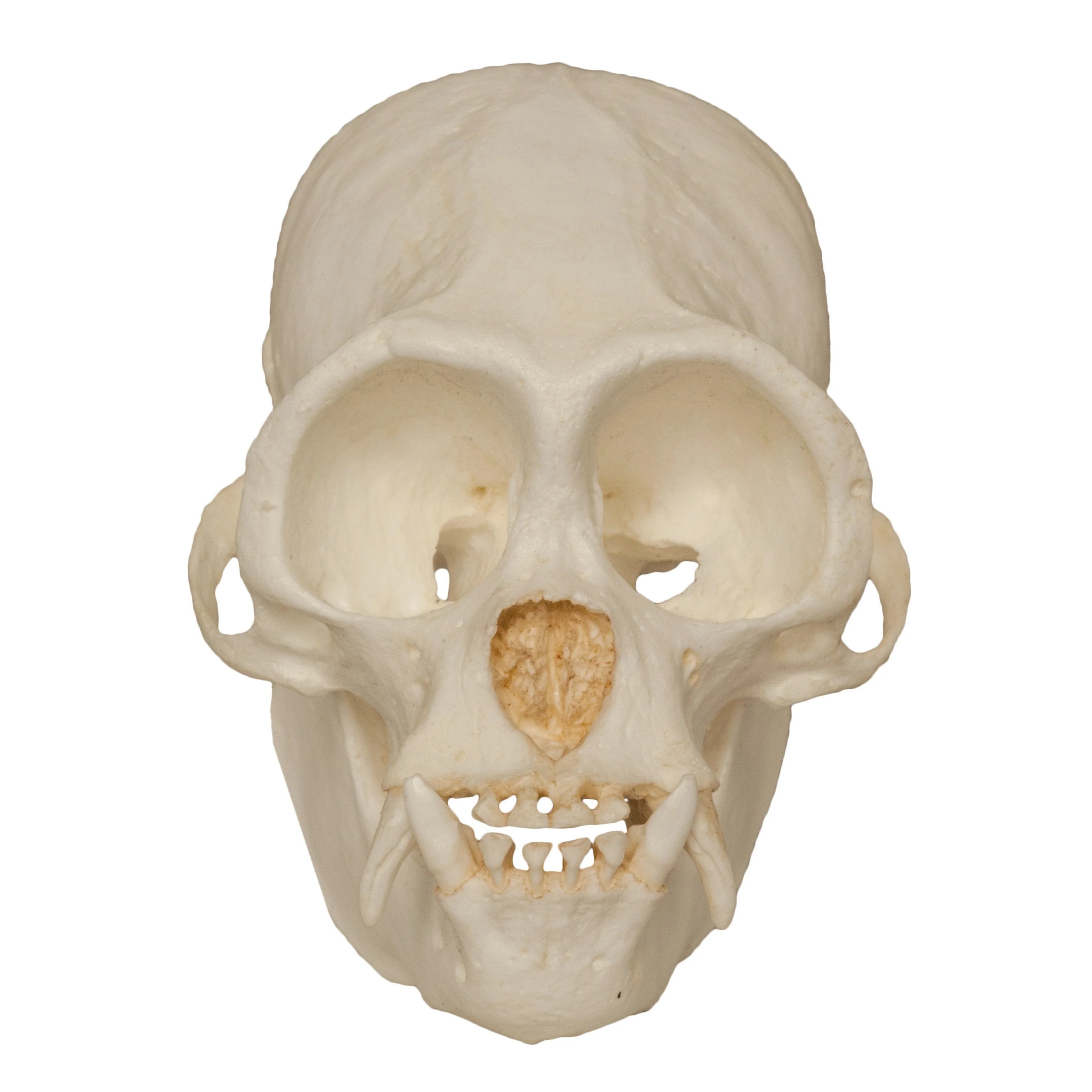 Replica Black Spider Monkey Skull - Image 3