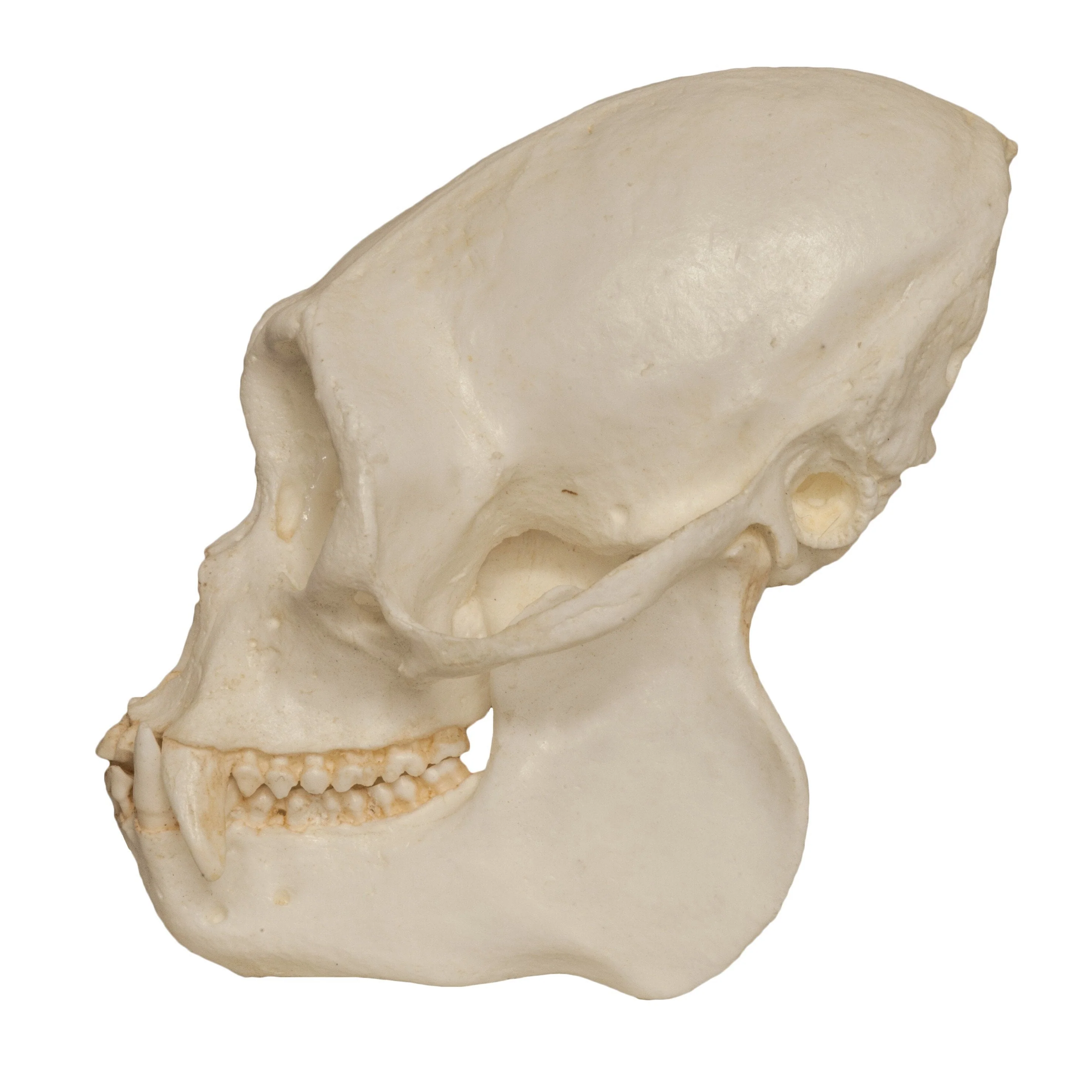 Replica Black Spider Monkey Skull - Image 4