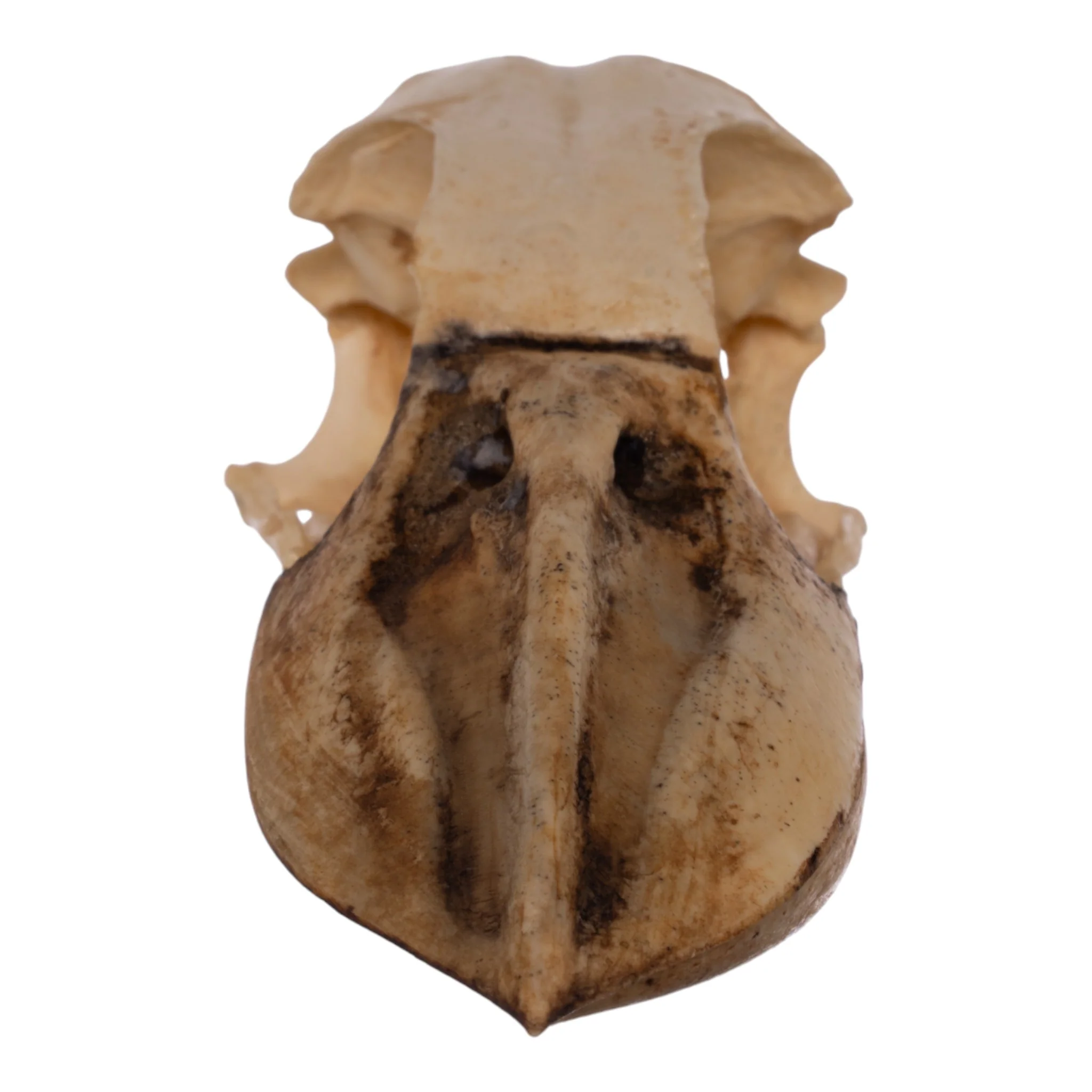 Replica Boat-billed Heron Skull - Image 3