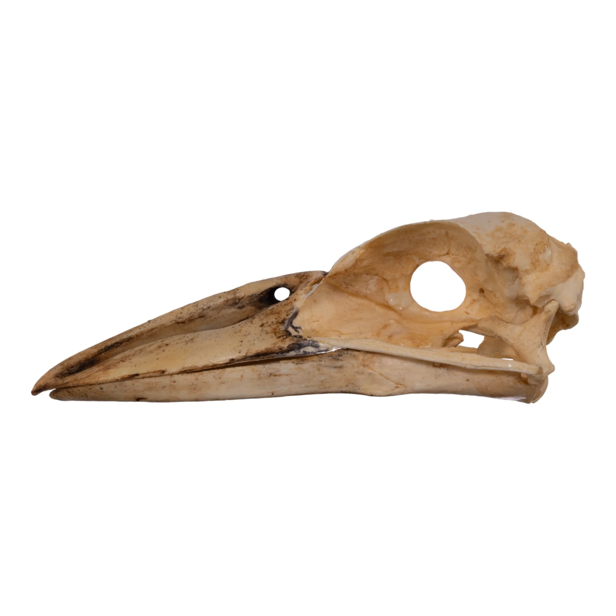 Replica Boat-billed Heron Skull - Image 4