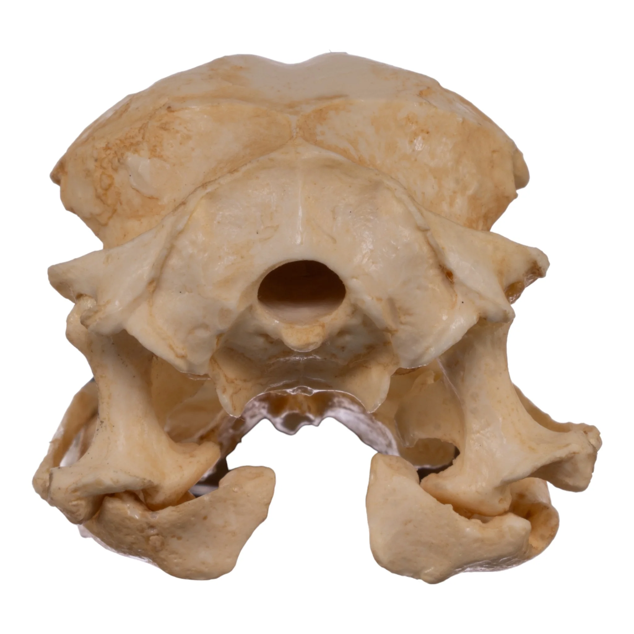 Replica Boat-billed Heron Skull - Image 5