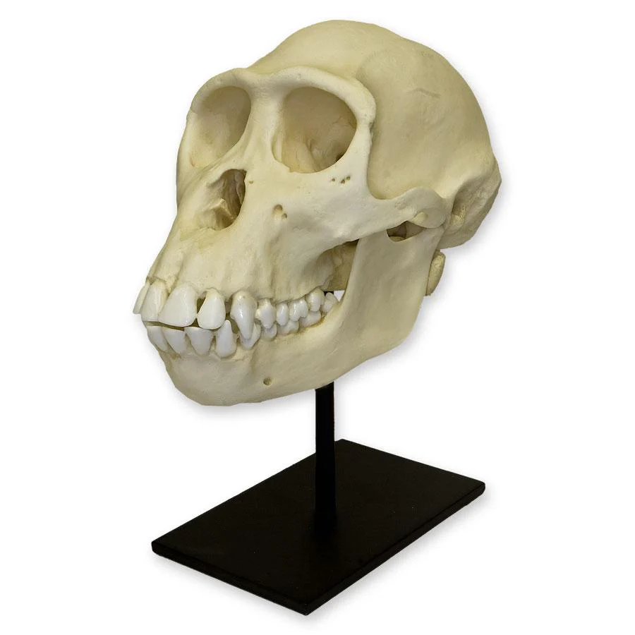 Replica Bonobo Skull - Female - Image 2