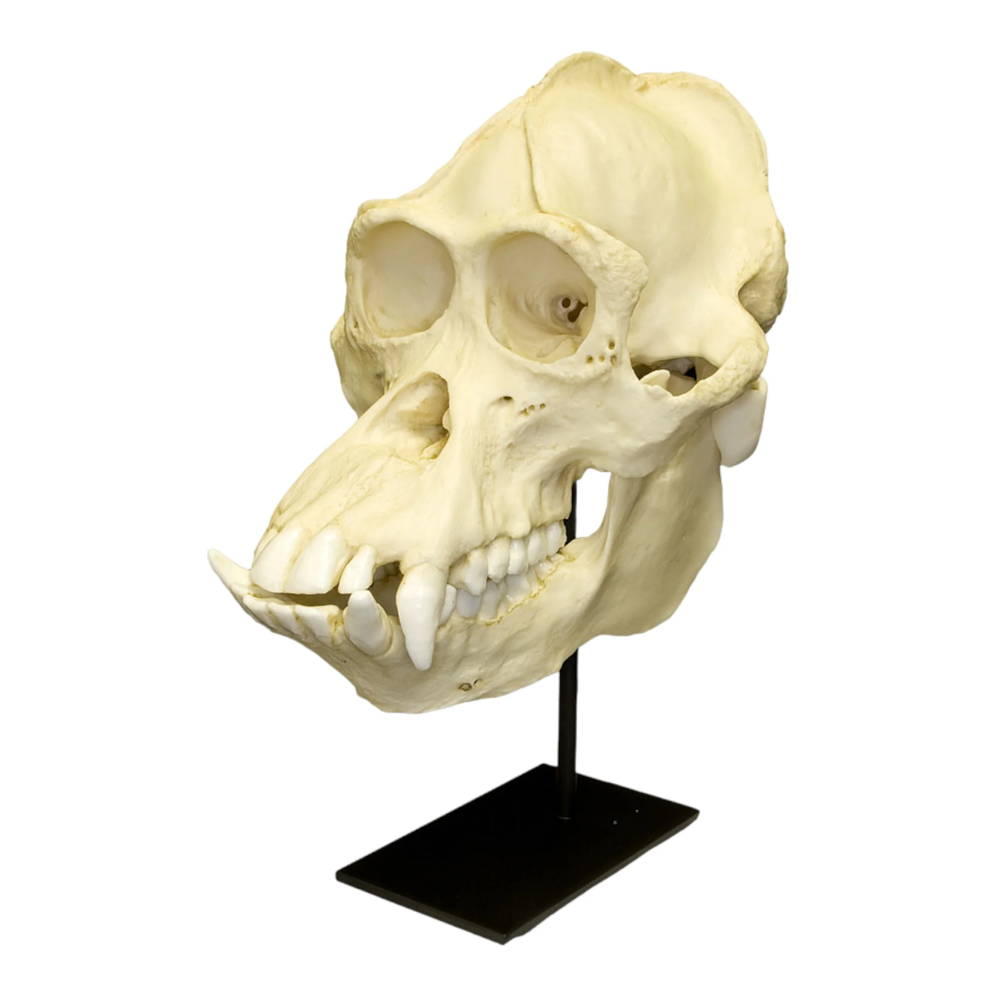 Replica Bornean Orangutan Skull - Male - Image 2