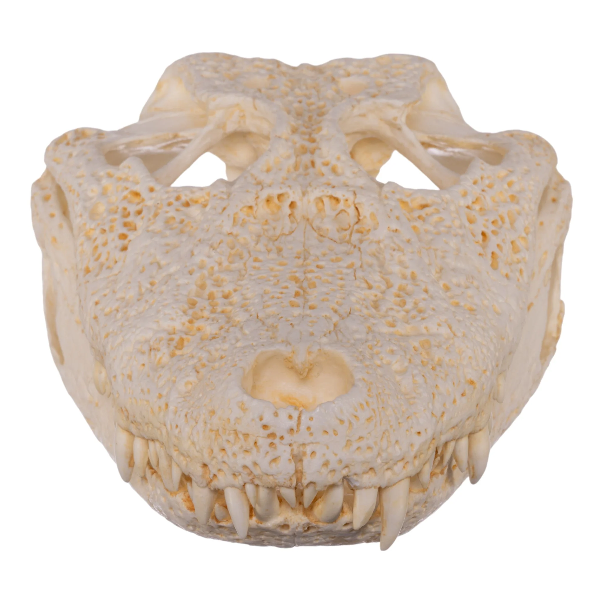 Replica Broad-snouted Caiman Skull - Image 3