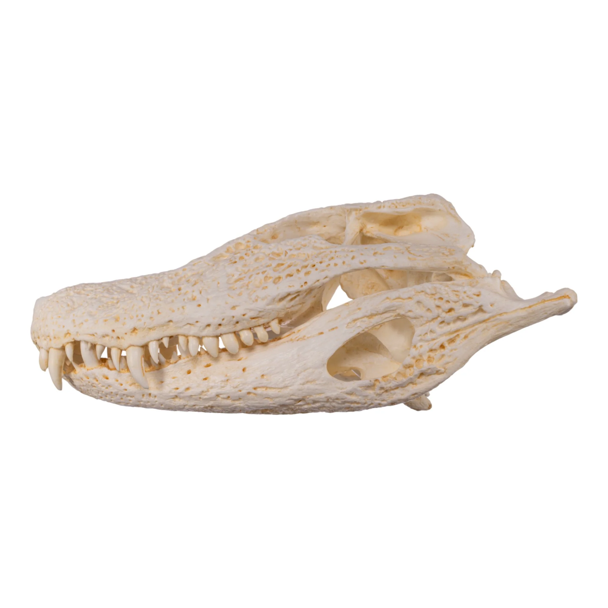Replica Broad-snouted Caiman Skull - Image 4