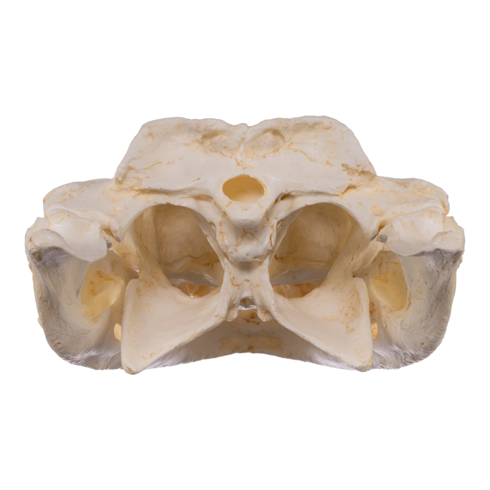 Replica Broad-snouted Caiman Skull - Image 5