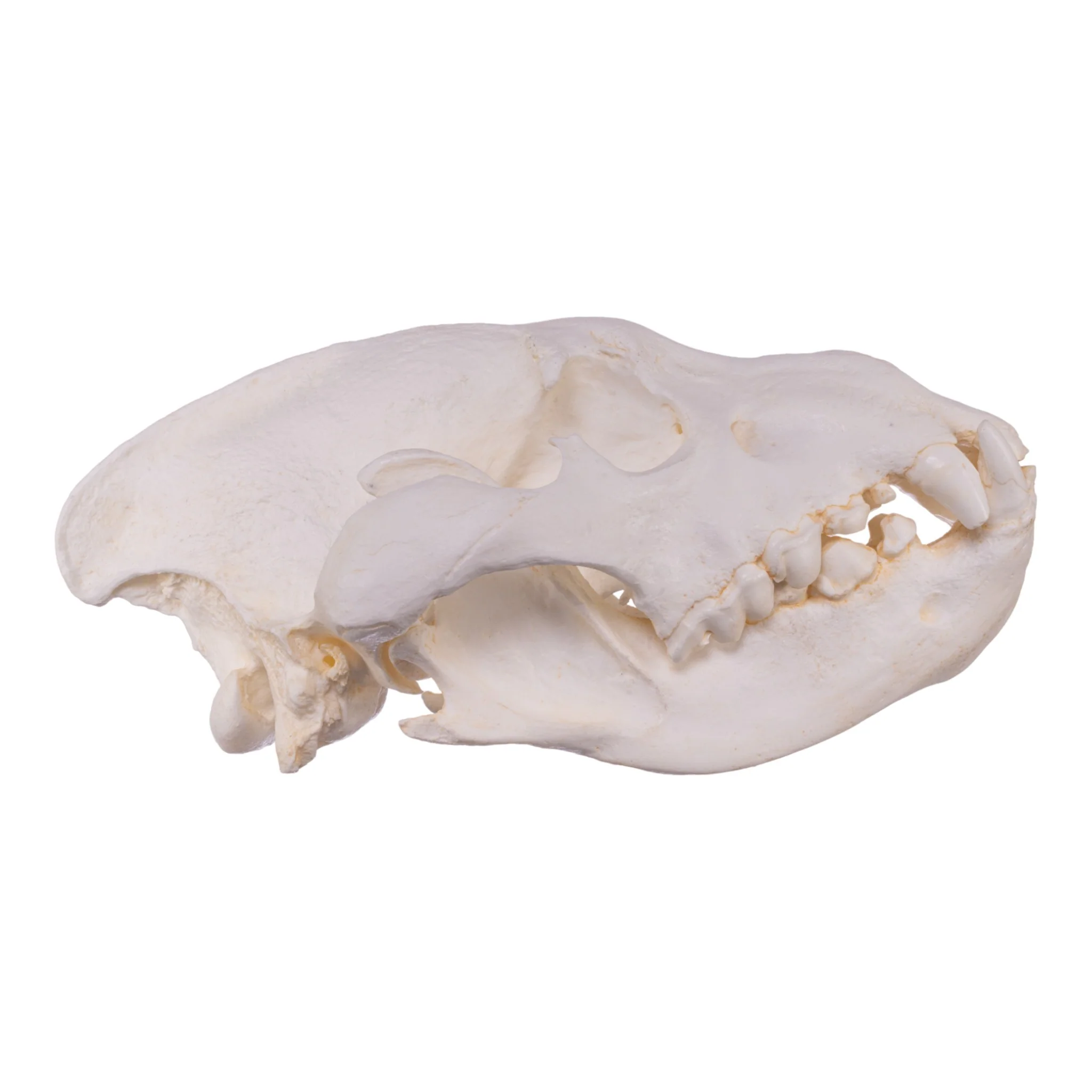 Replica Brown Hyena Skull - Image 2