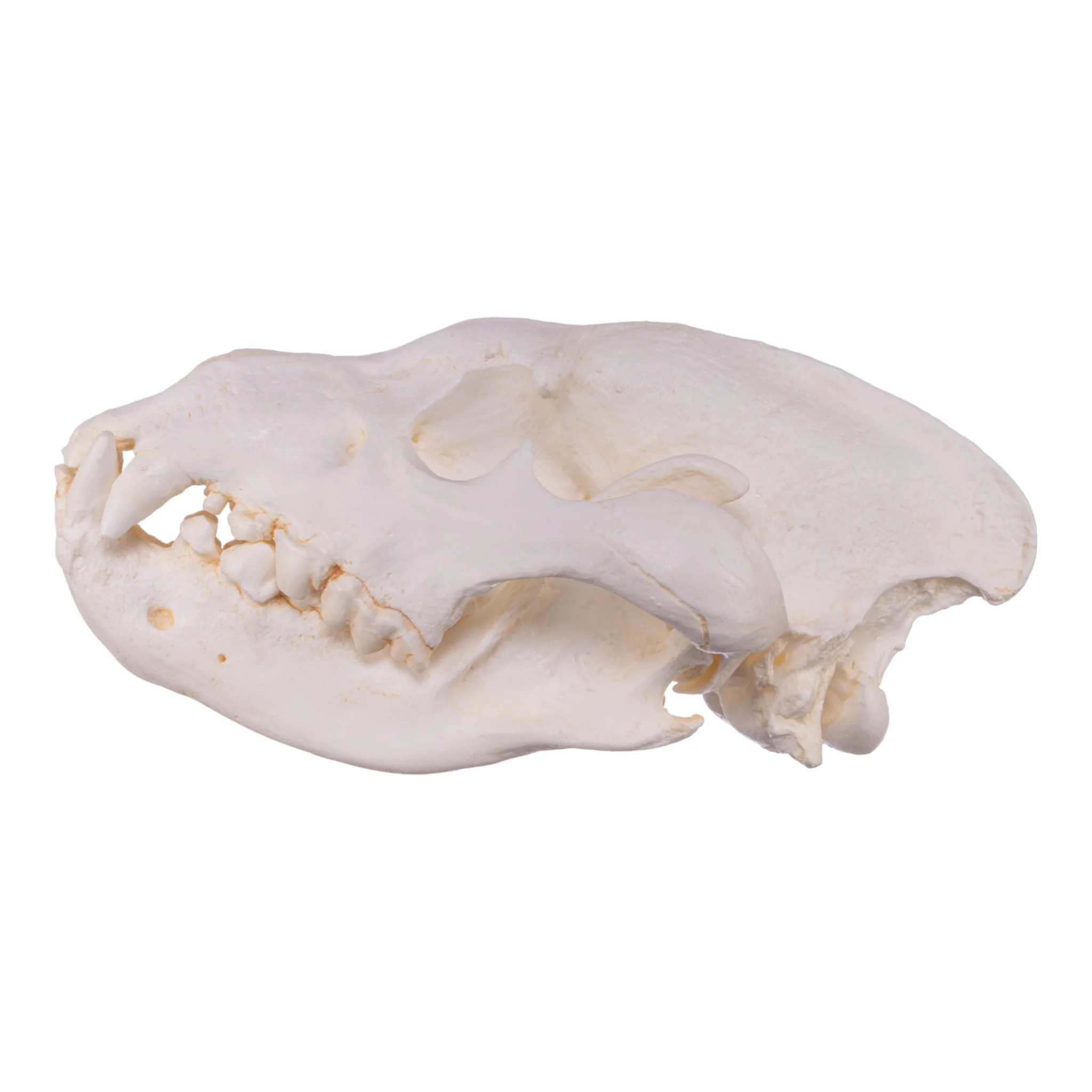 Replica Brown Hyena Skull - Image 4