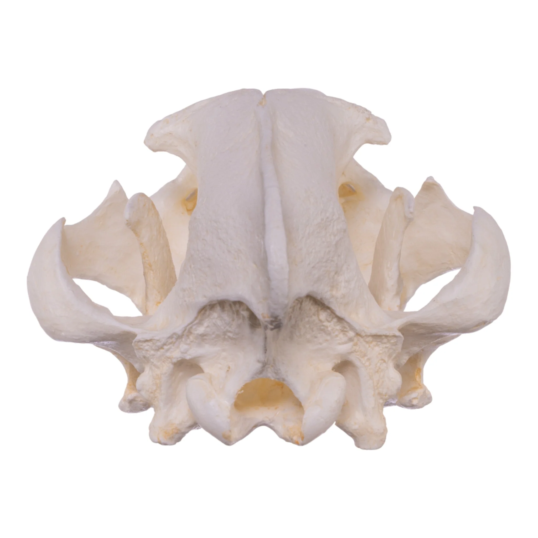 Replica Brown Hyena Skull - Image 5