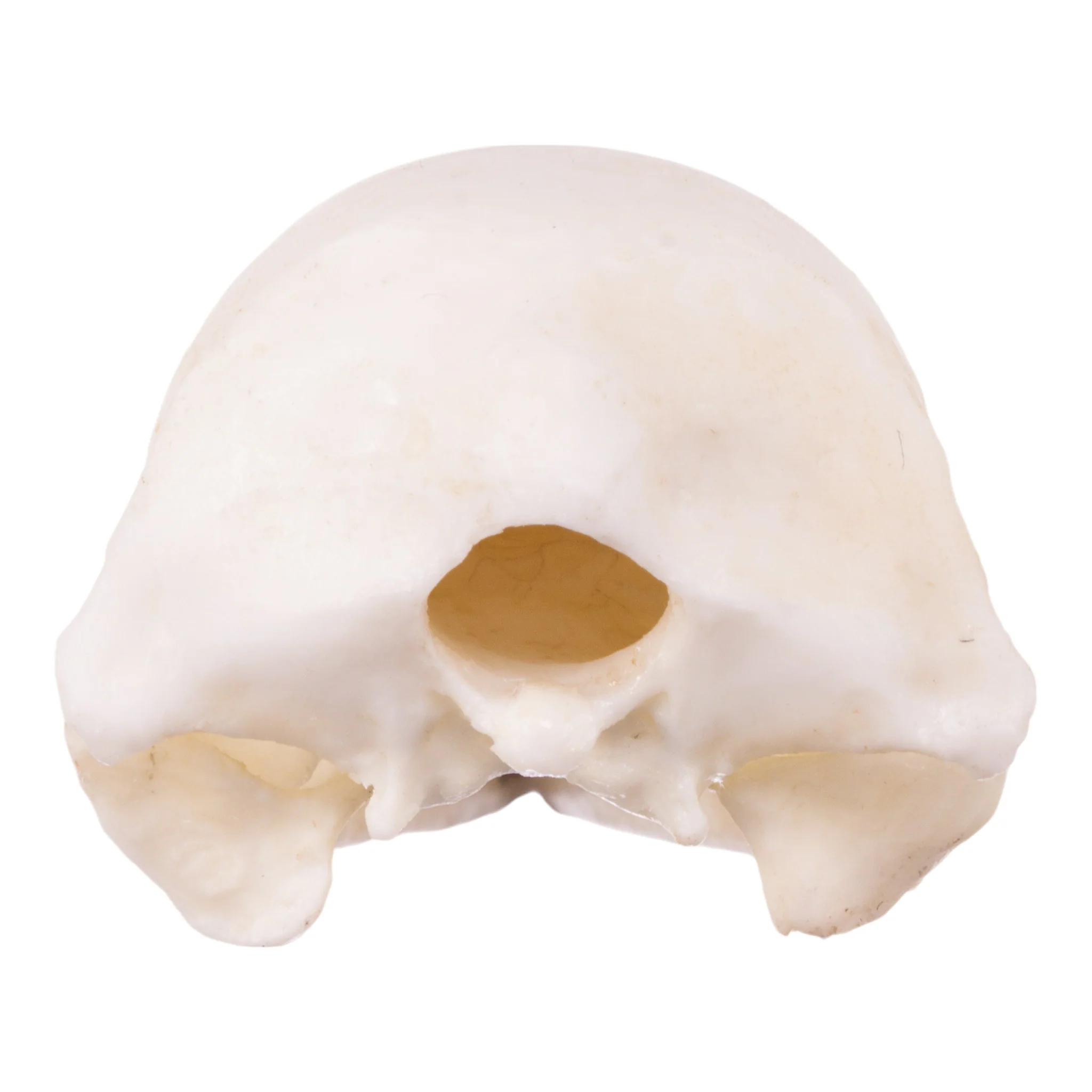 Replica Brown Kiwi Articulated Skeleton - Image 11