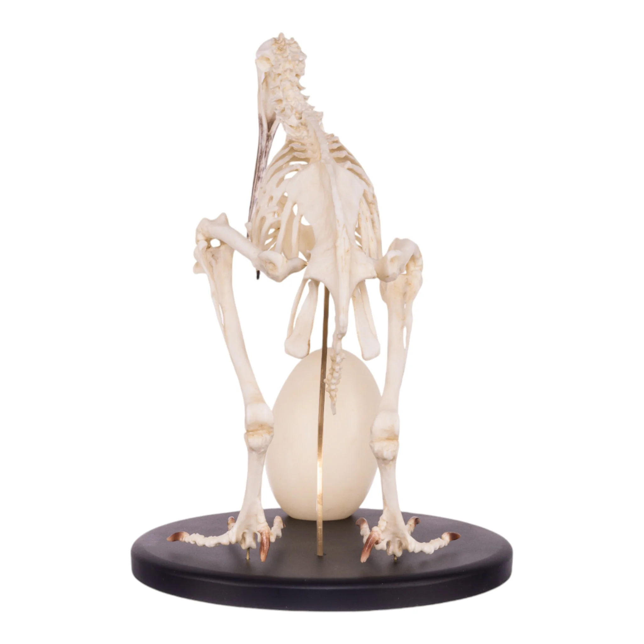 Replica Brown Kiwi Articulated Skeleton - Image 5
