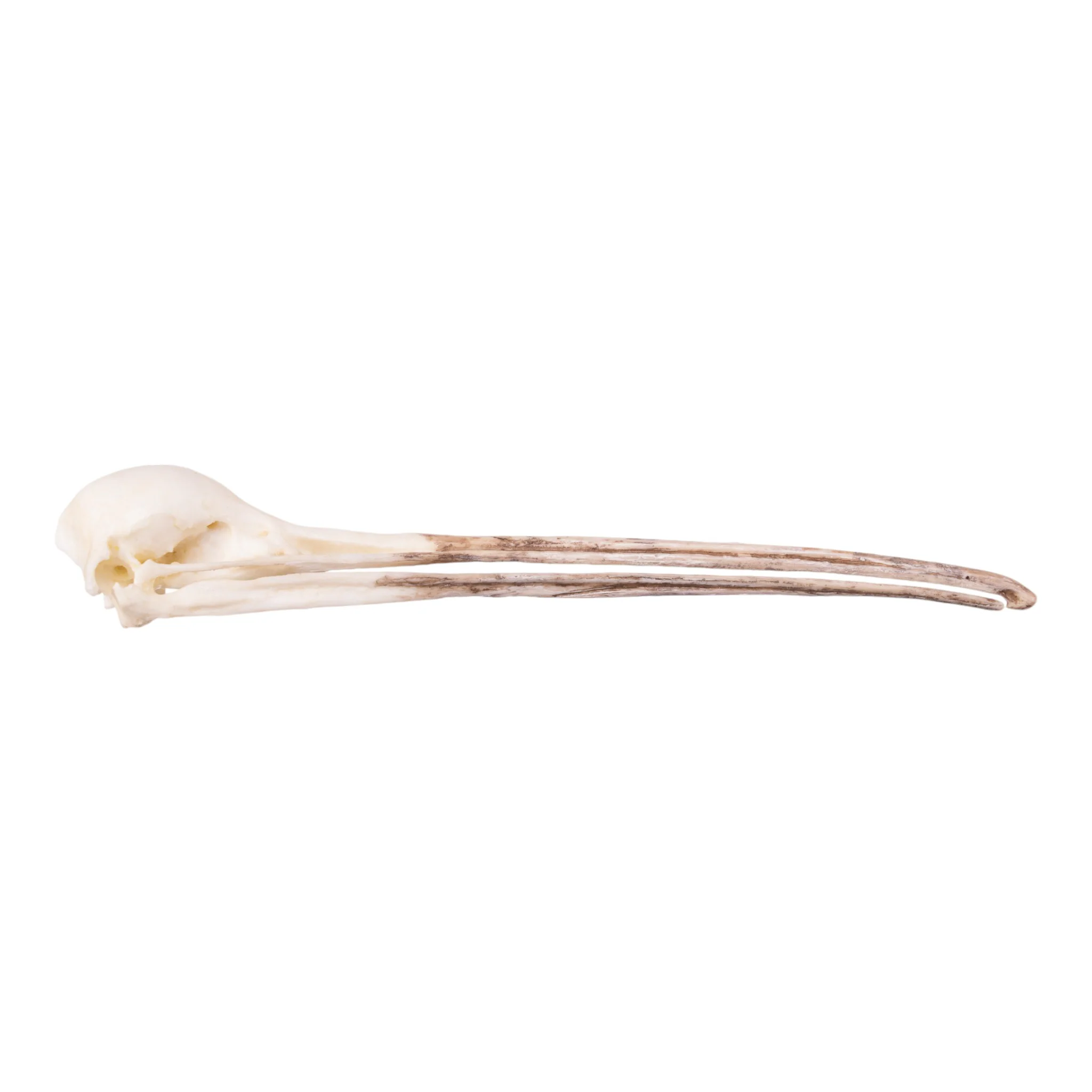Replica Brown Kiwi Articulated Skeleton - Image 8
