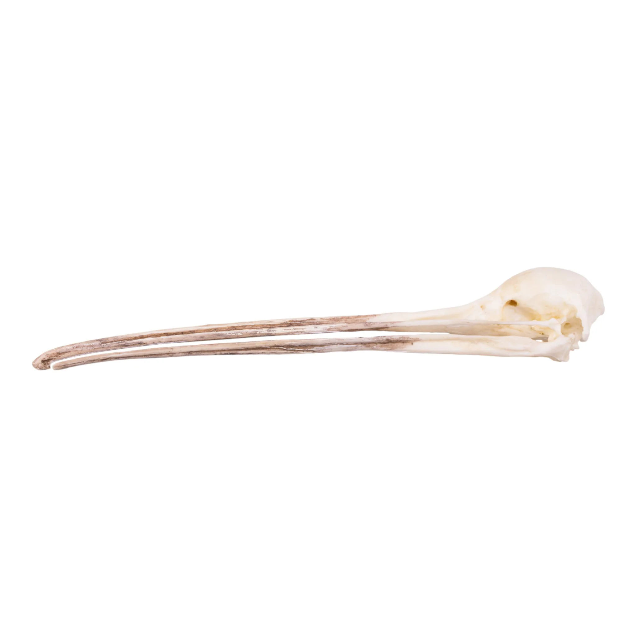 Replica Brown Kiwi Skull - Image 4