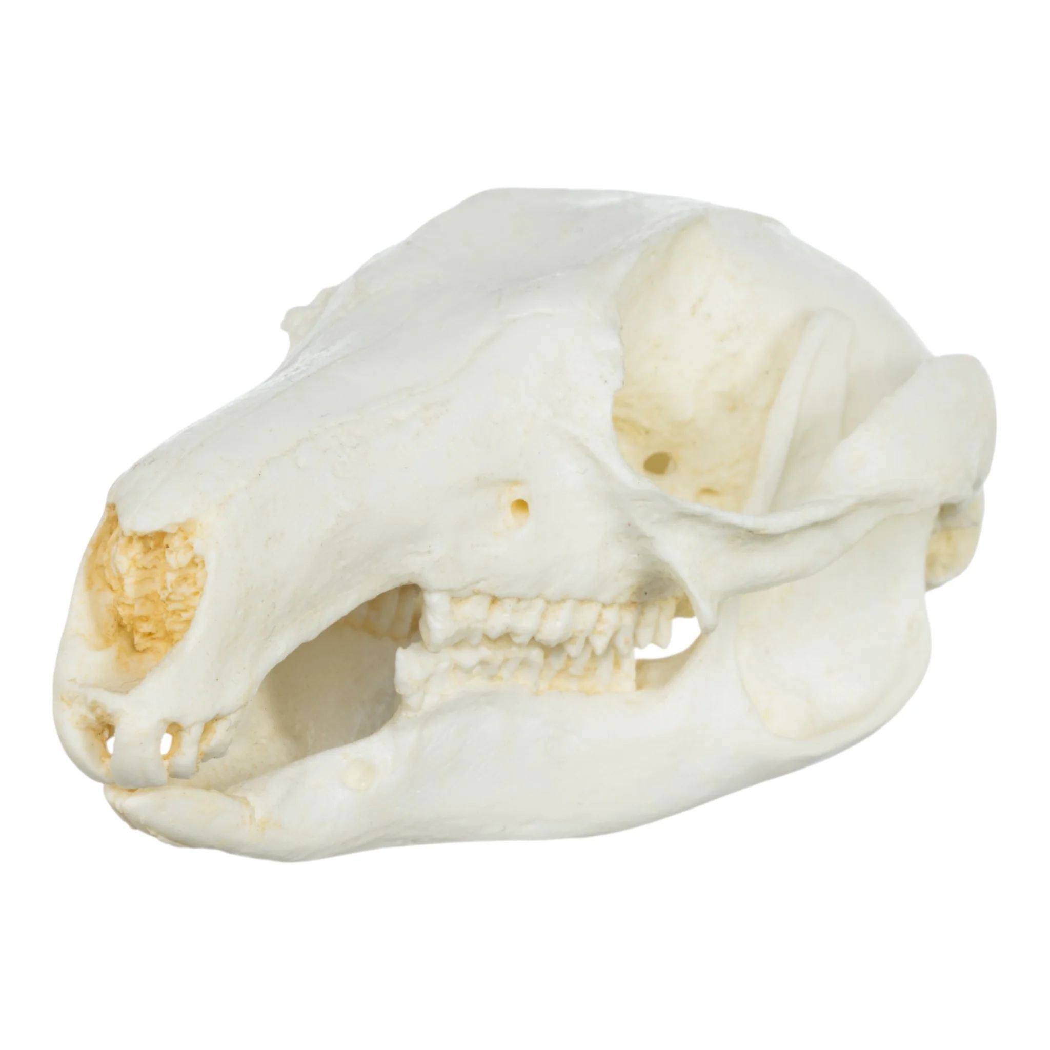 Replica Brush-tailed Rock-wallaby Skull
