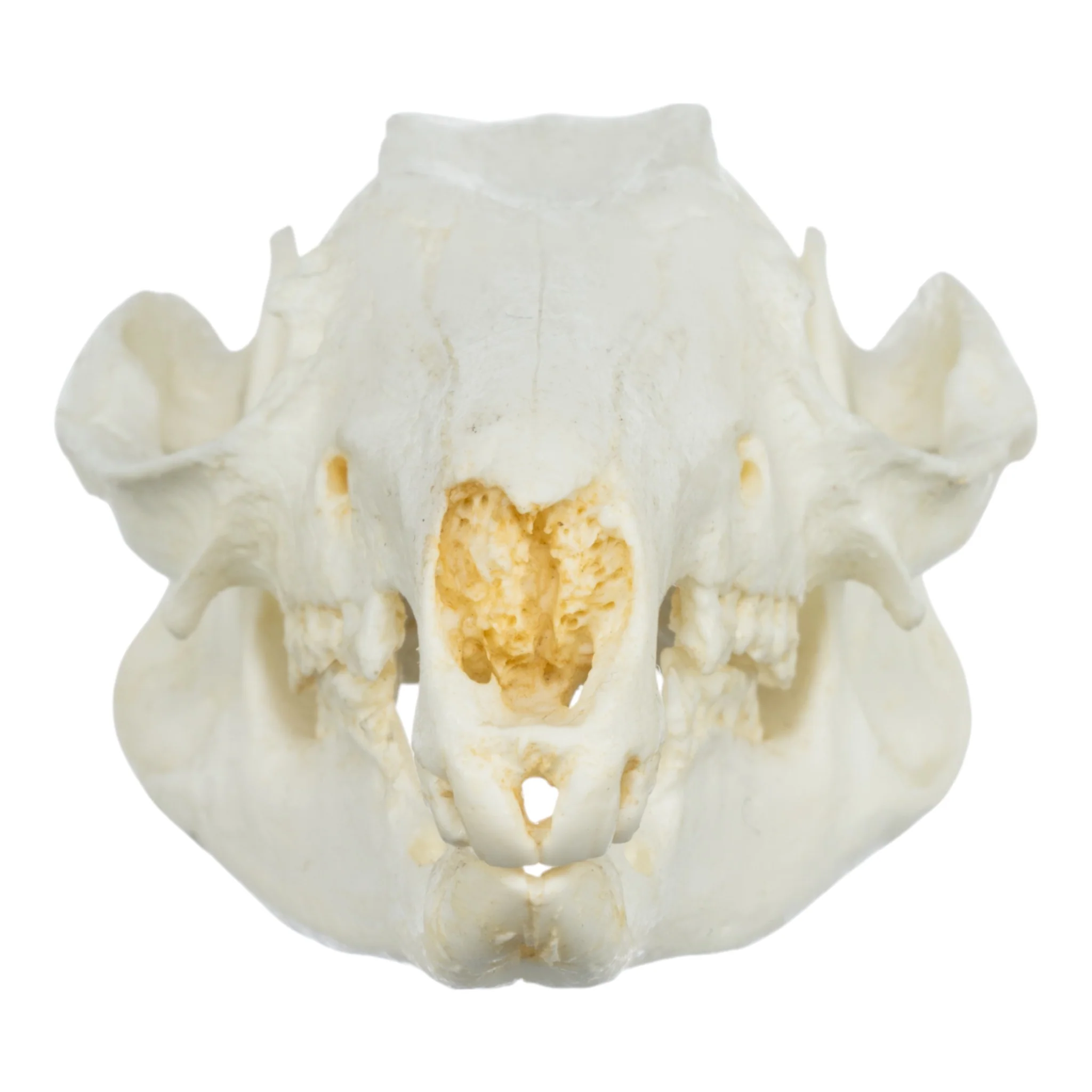Replica Brush-tailed Rock-wallaby Skull - Image 3