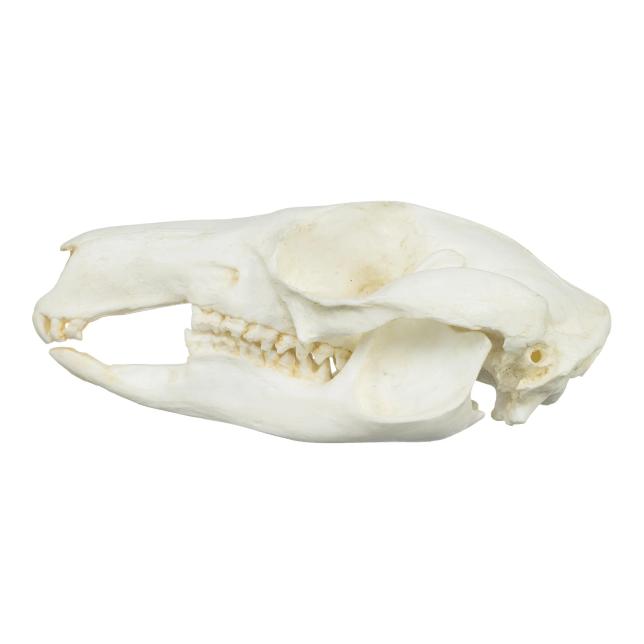 Replica Brush-tailed Rock-wallaby Skull - Image 4