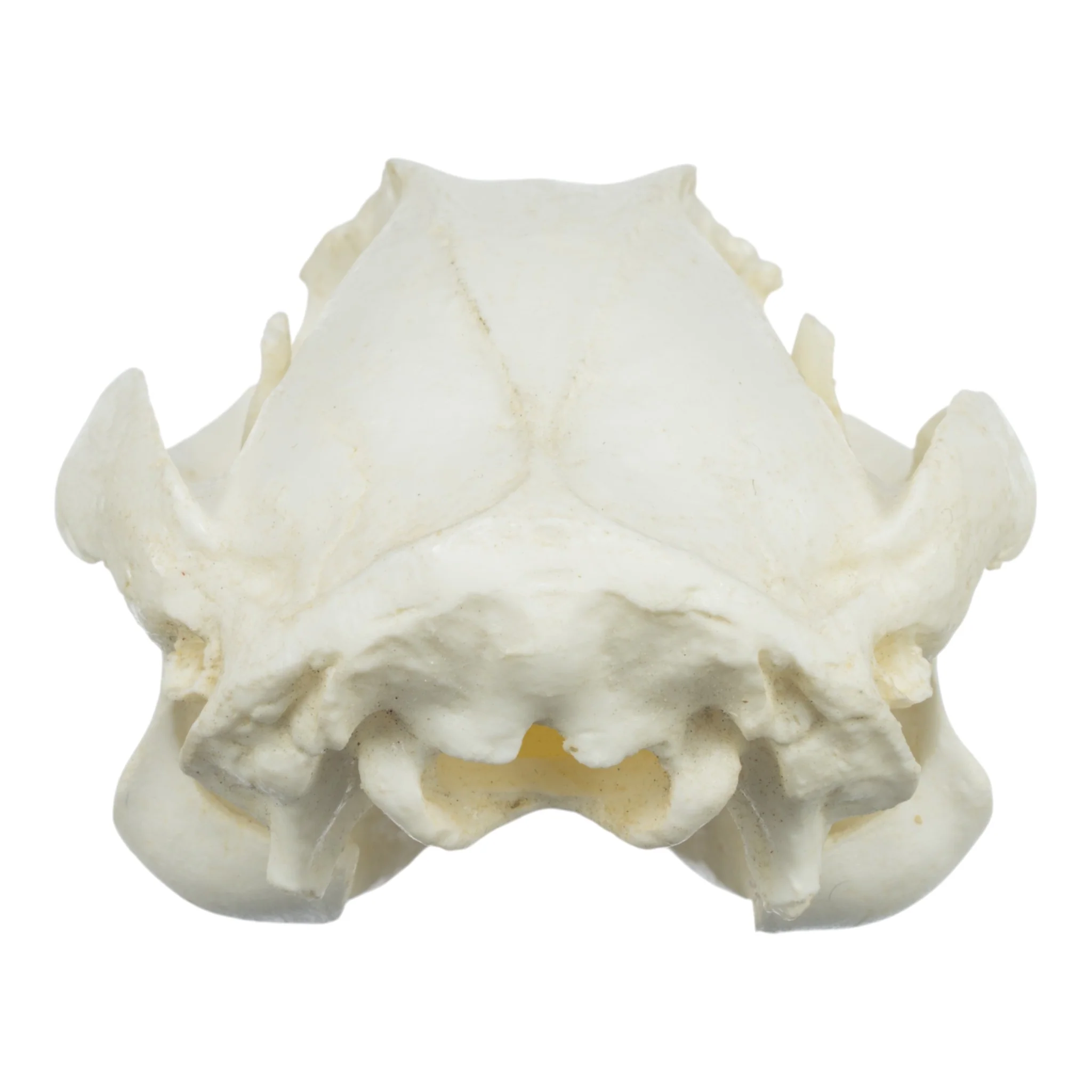 Replica Brush-tailed Rock-wallaby Skull - Image 5