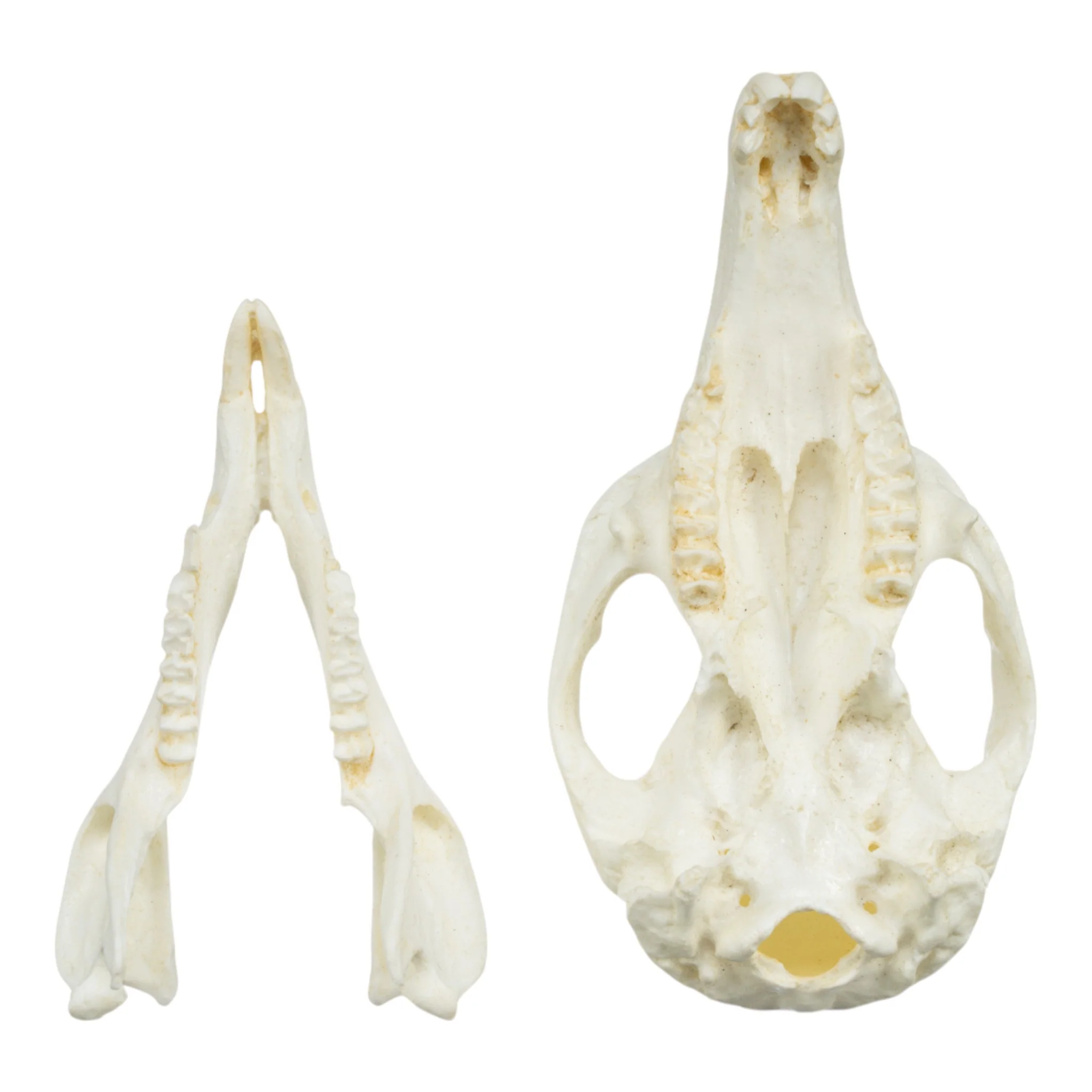 Replica Brush-tailed Rock-wallaby Skull - Image 6