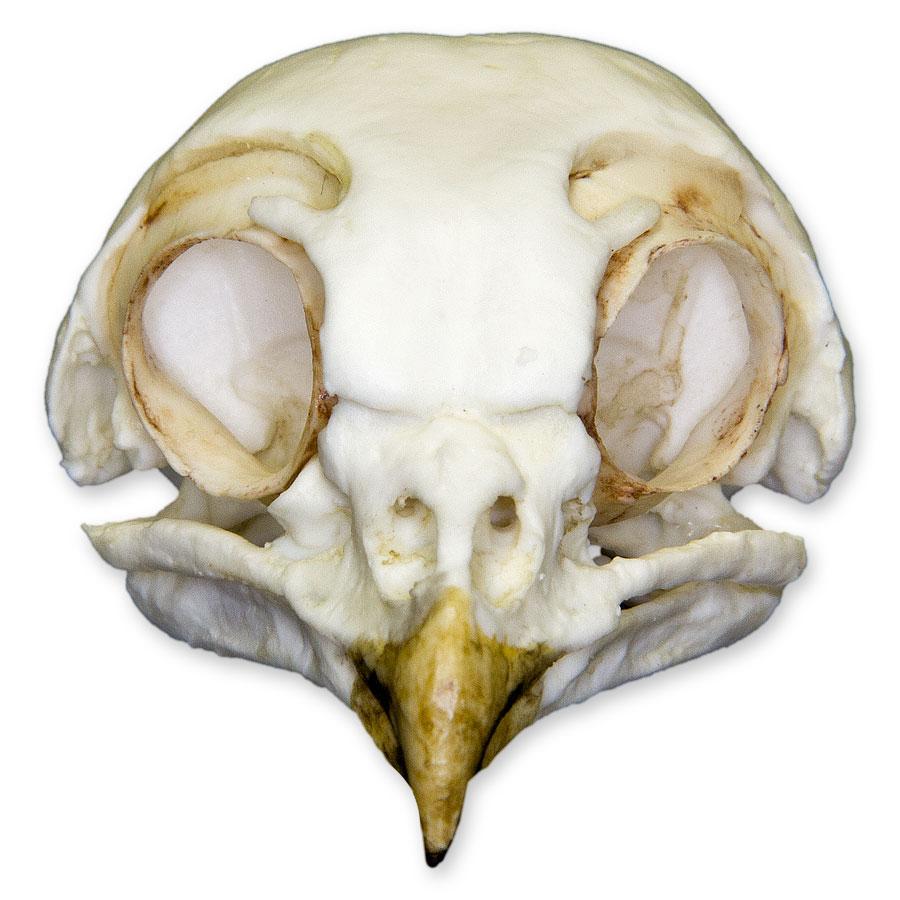 Replica Burrowing Owl Skull - Image 3