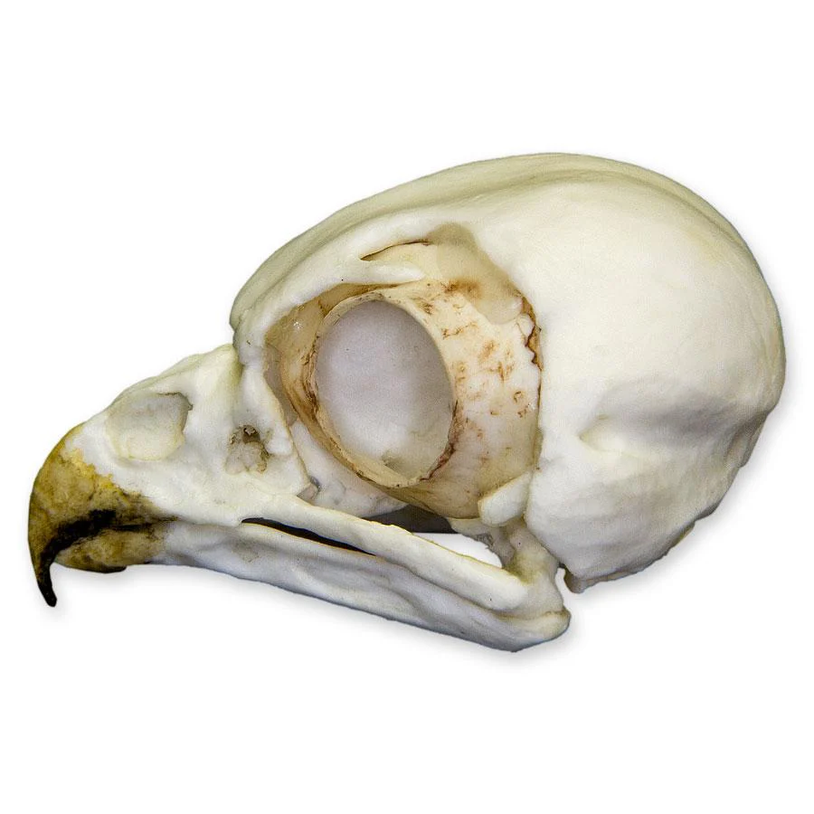 Replica Burrowing Owl Skull - Image 4