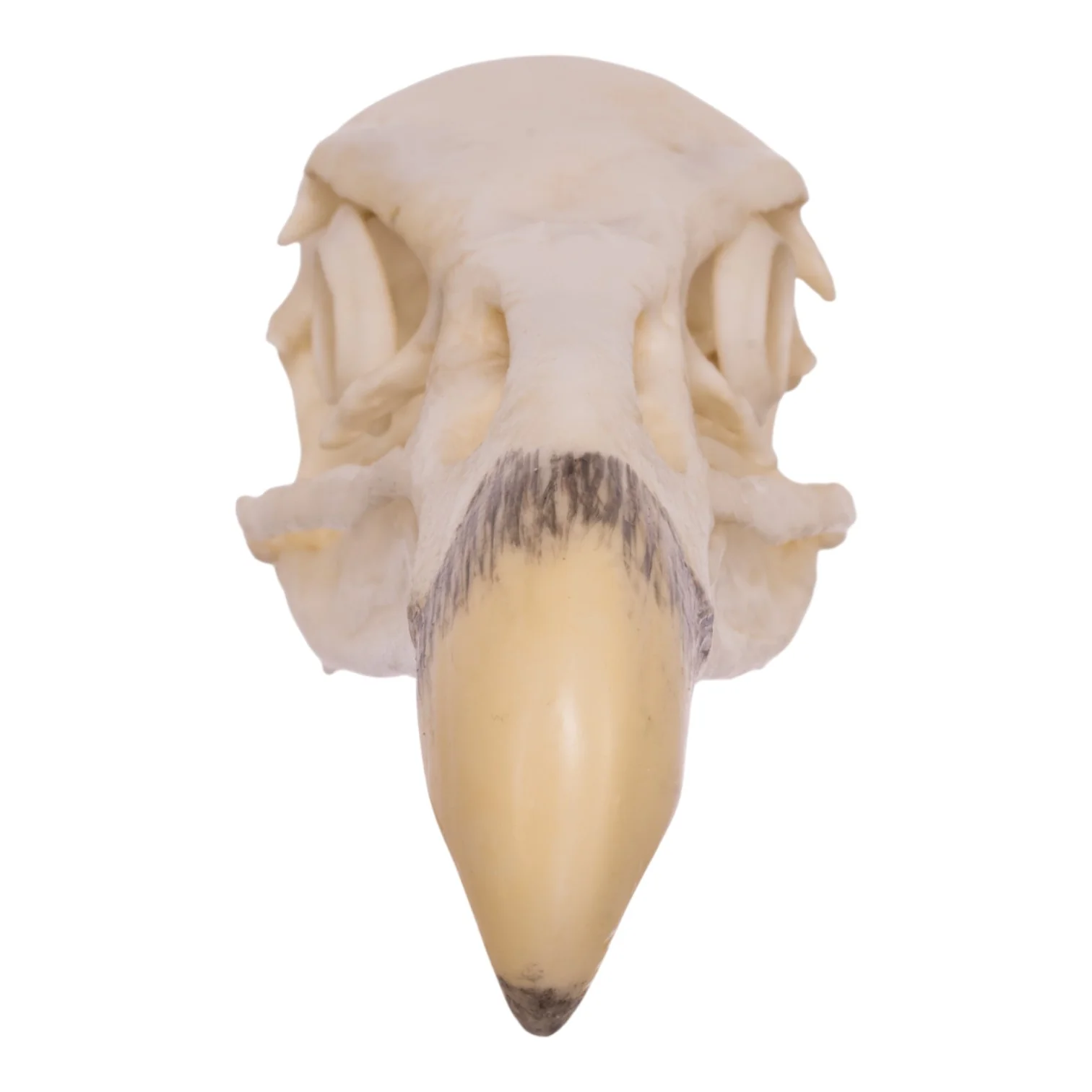 Replica California Condor Skull - Image 3