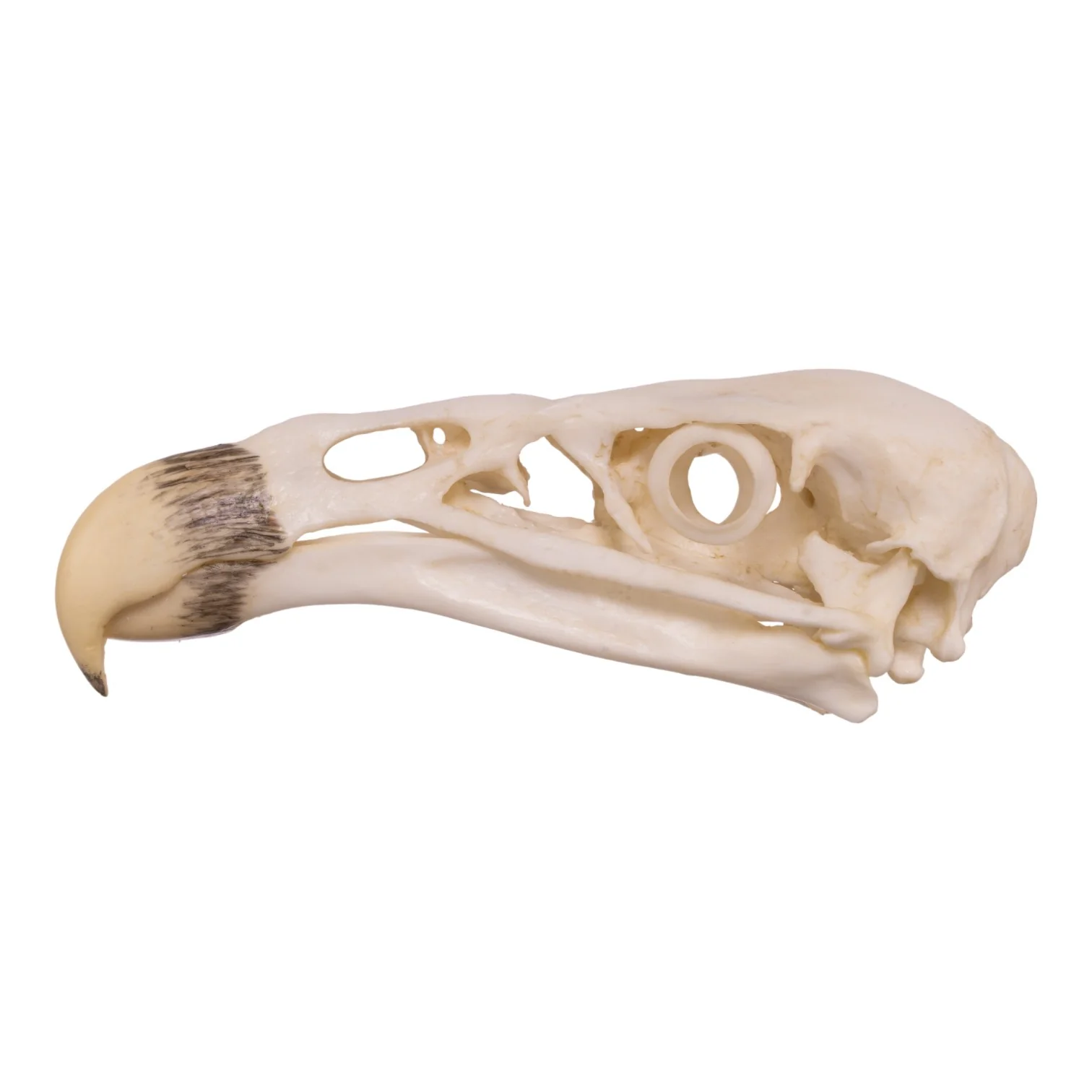 Replica California Condor Skull - Image 4