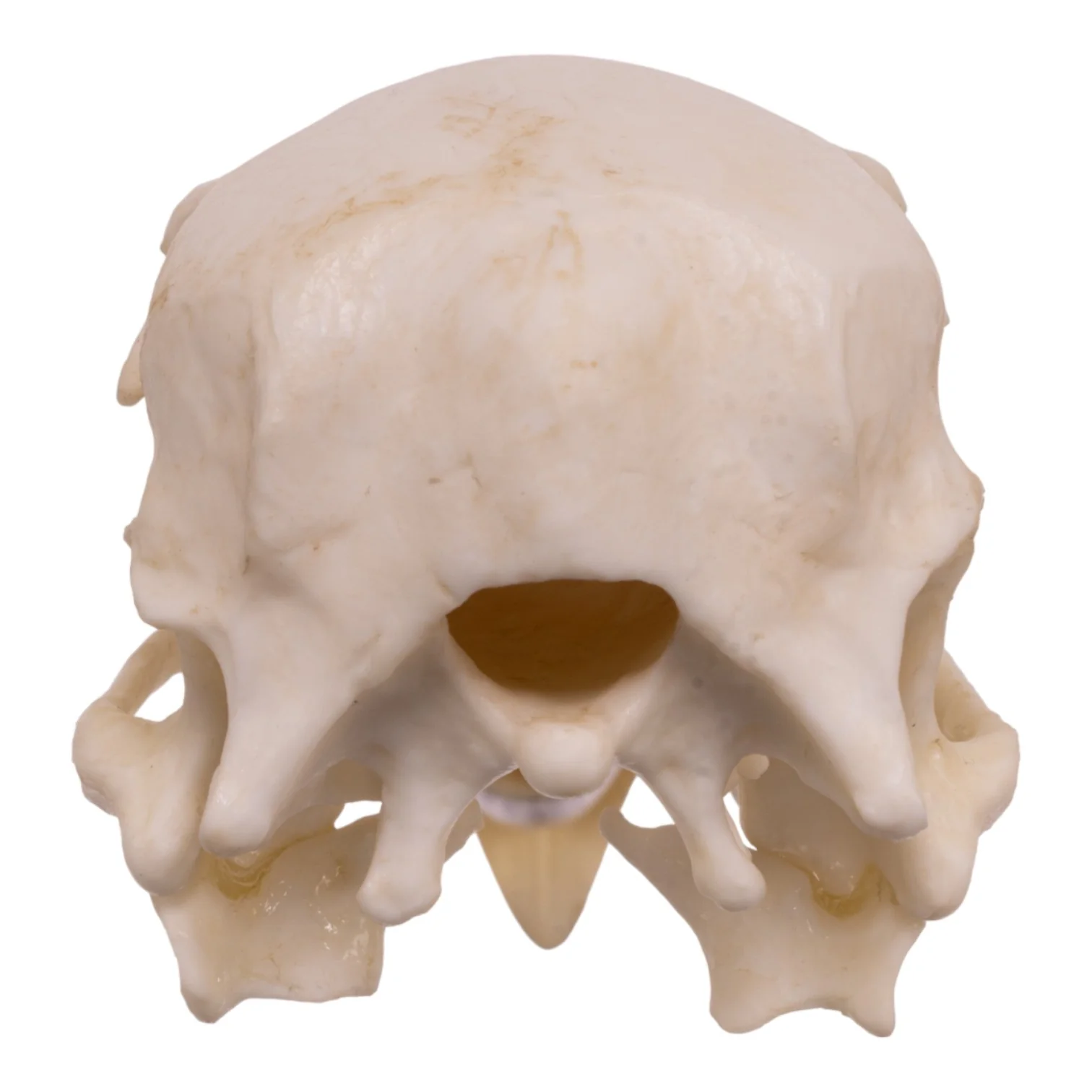 Replica California Condor Skull - Image 5