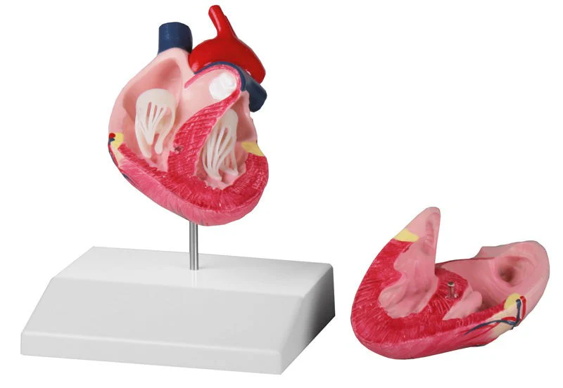 Replica Canine Heart - Image 2