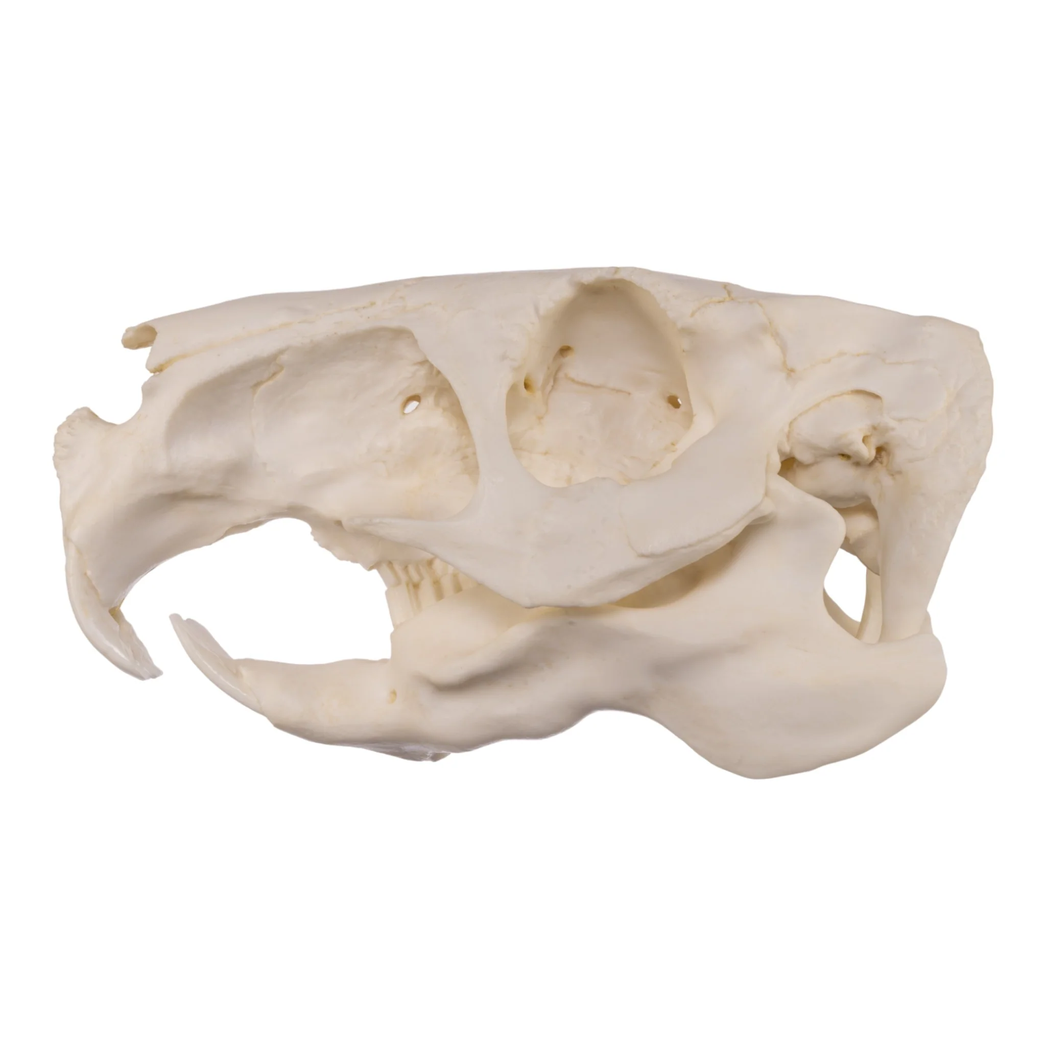 Replica Capybara Skull - Image 4